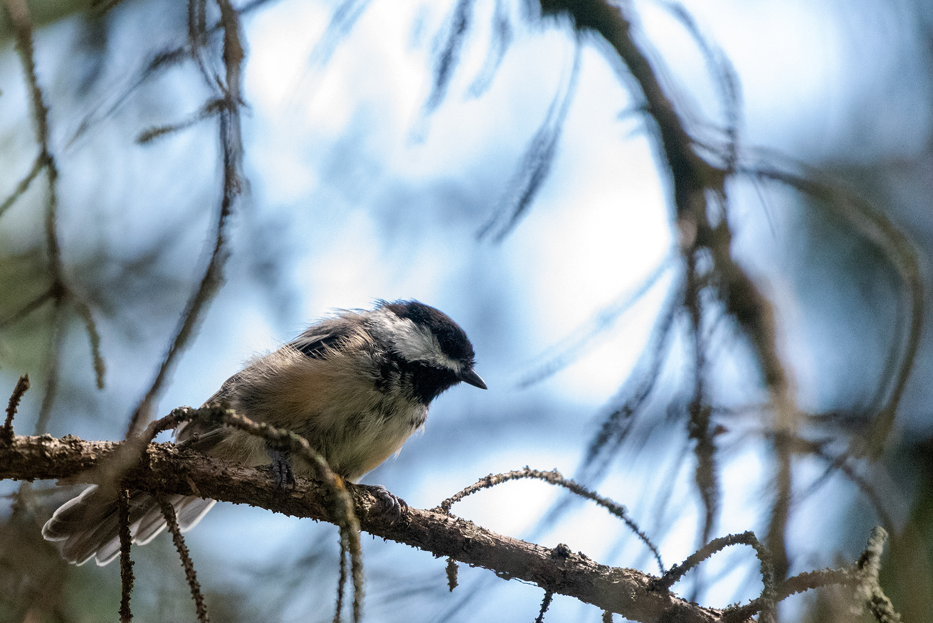 Black-capped Chickadee