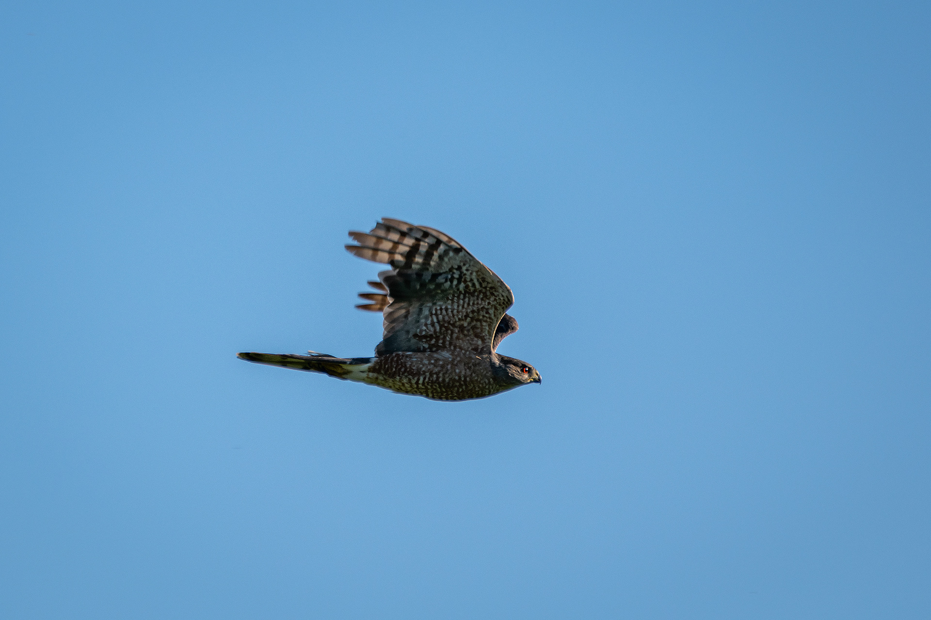 Cooper's Hawk (in flight), Marshall Springs, Fish Creek Provincial Park, Calgary, AB