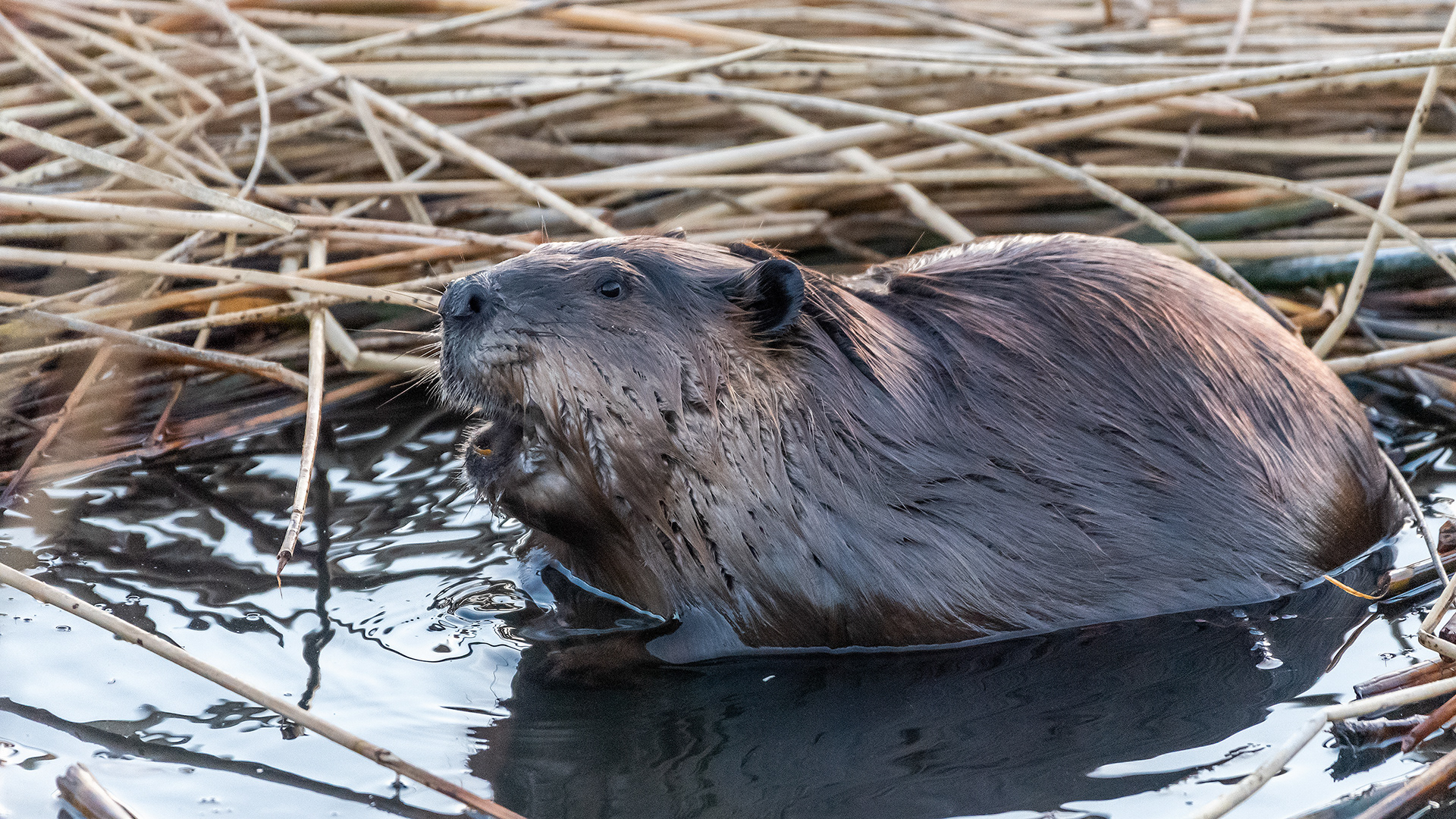 Beaver at Marshal Springs, Fish Creek Provincial Park, Calgary, Alberta