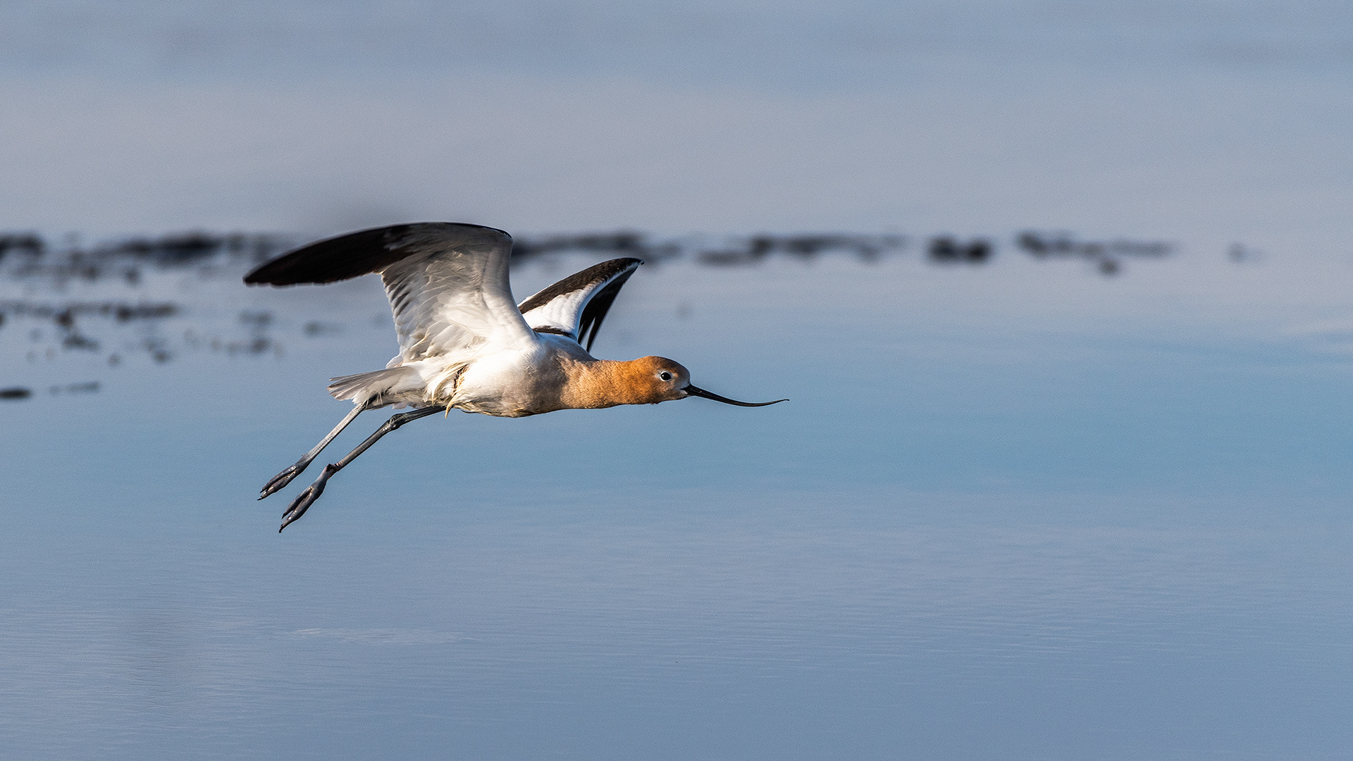 American Avocet in flight at Frank Lake, Alberta