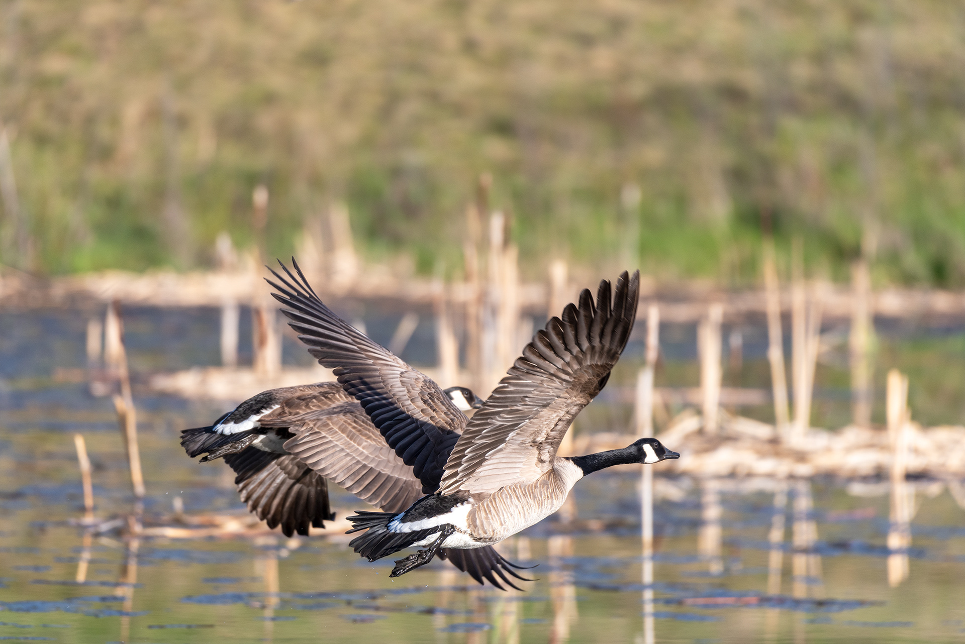 Canada Geese, Marshall Springs, Fish Creek Provincial Park, Calgary, Alberta
