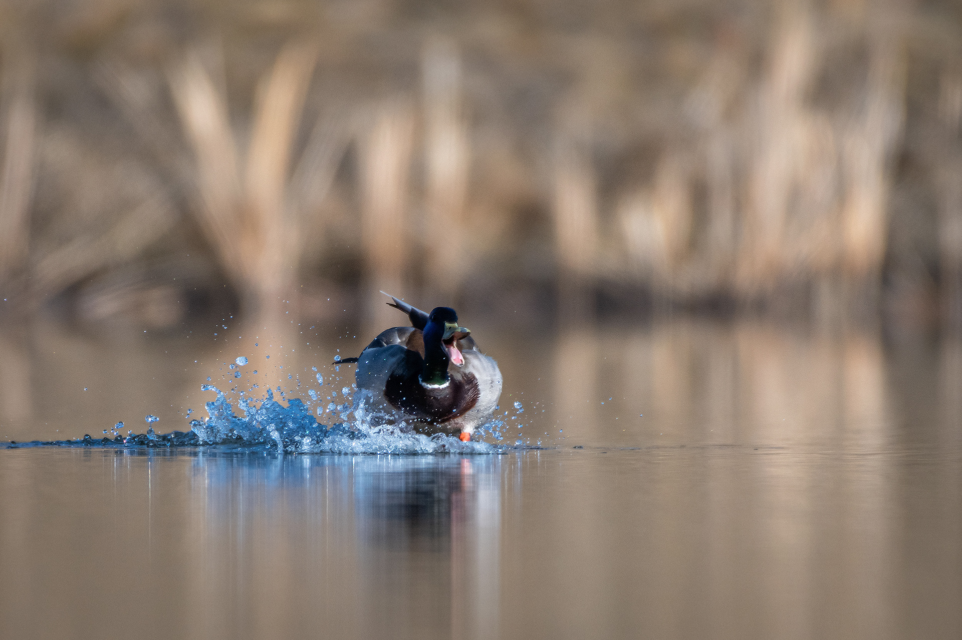 Mallard (male), Marshall Springs, Fish Creek Provincial Park, Calgary, AB