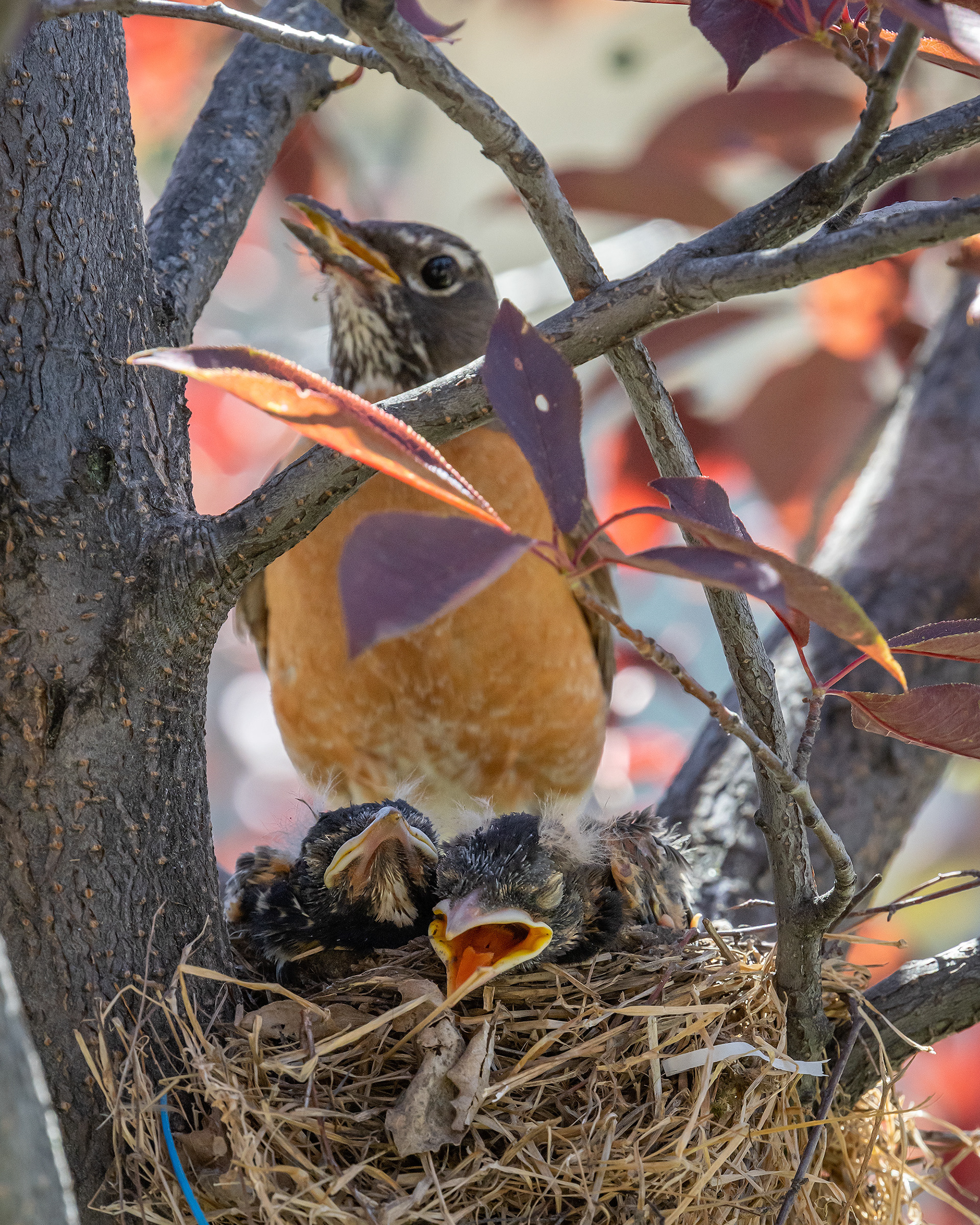 American Robin (female) with hatchlings, Bridlewood, Calgary, AB