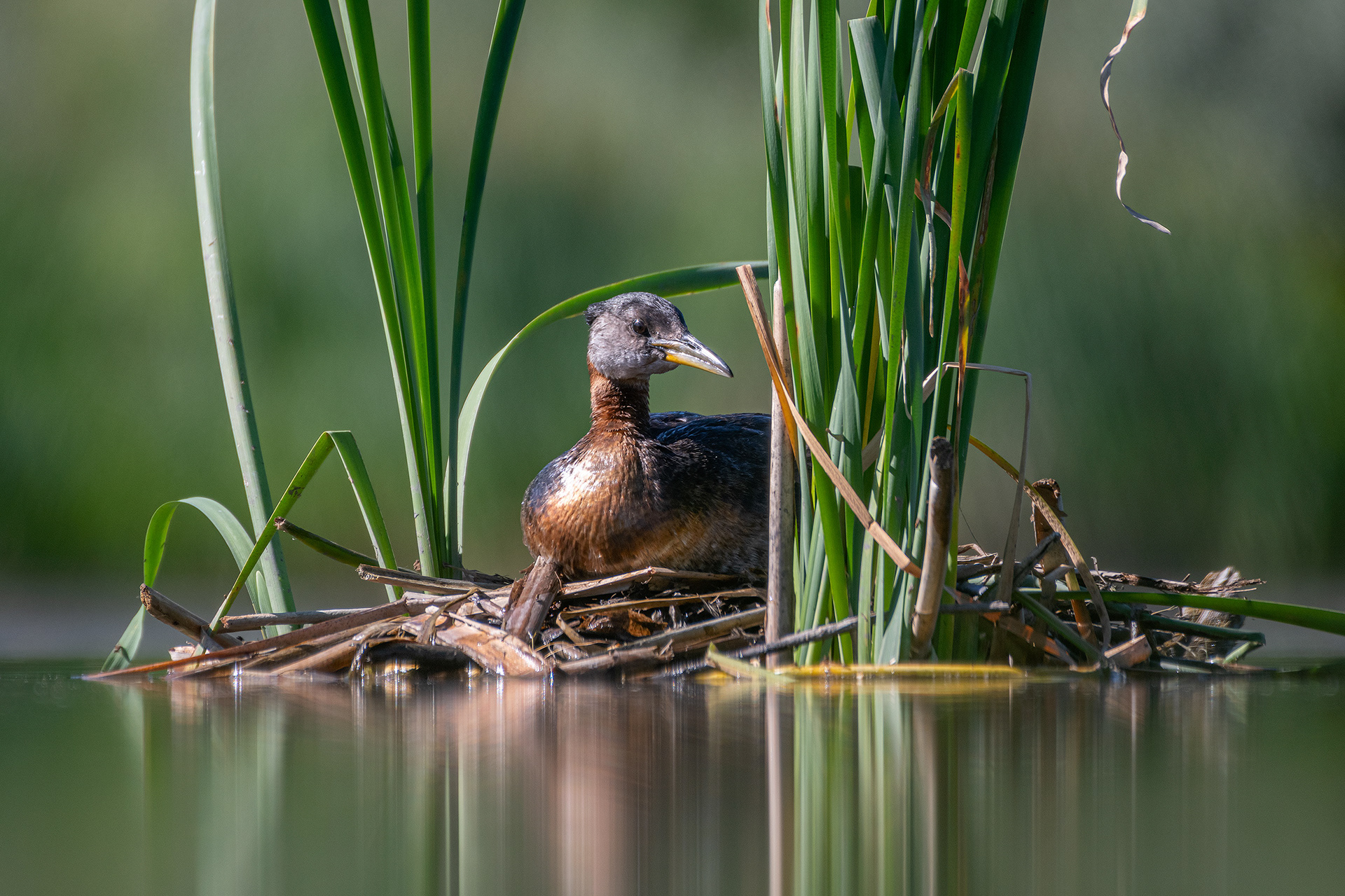 Red-necked Grebe, Marshall Springs ponds, Fish Creek Provincial Park, Calgary, AB