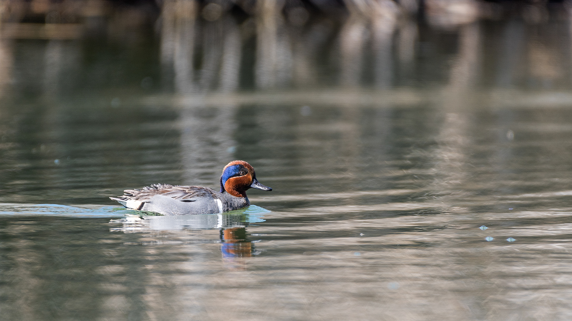 Green-winged Teal (male) at Bridlewood Wetlands Park, Calgary, Alberta