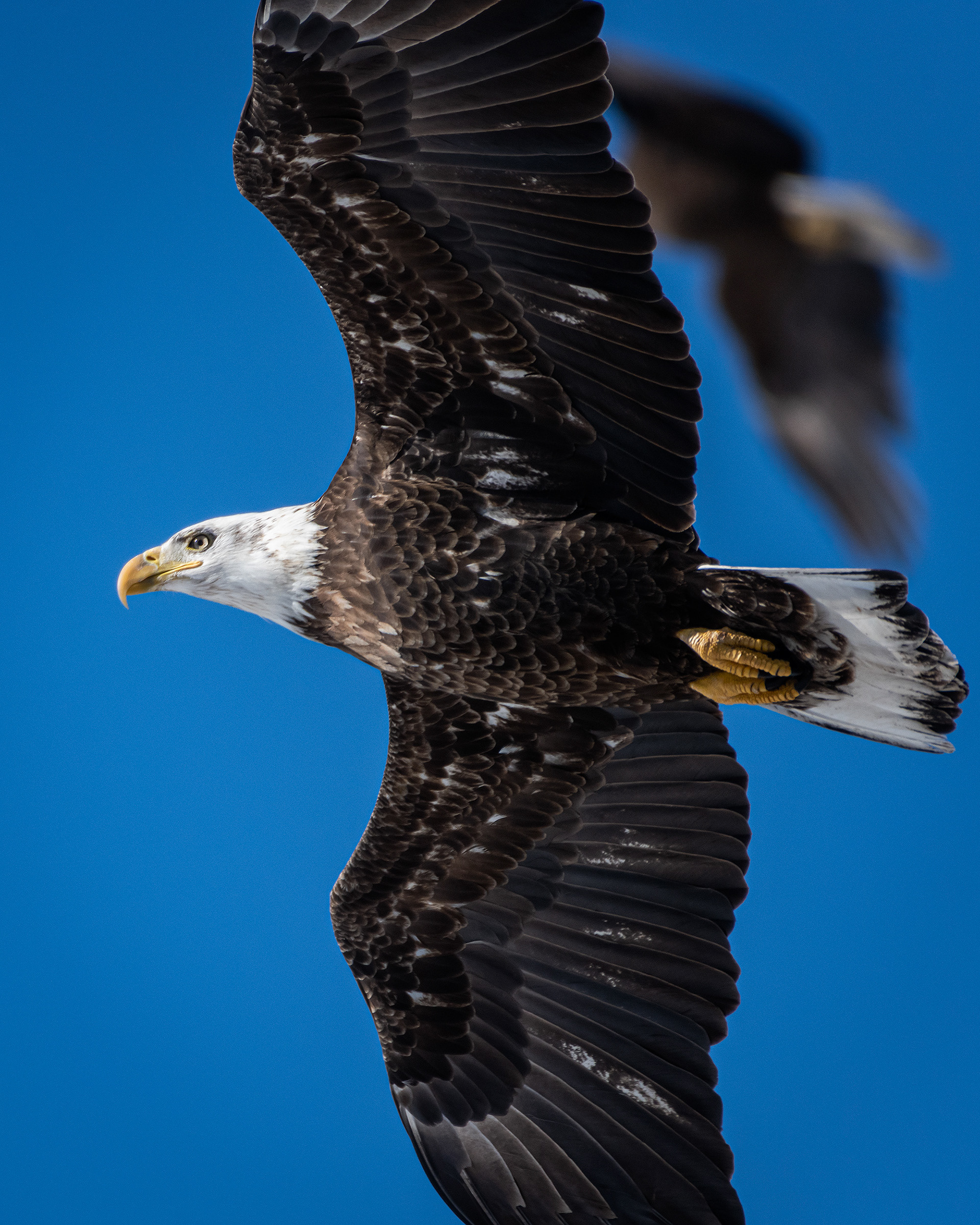 Bald Eagle (immature, but barely) in flight - Southview Off Leash Dog Park, Calgary, AB
