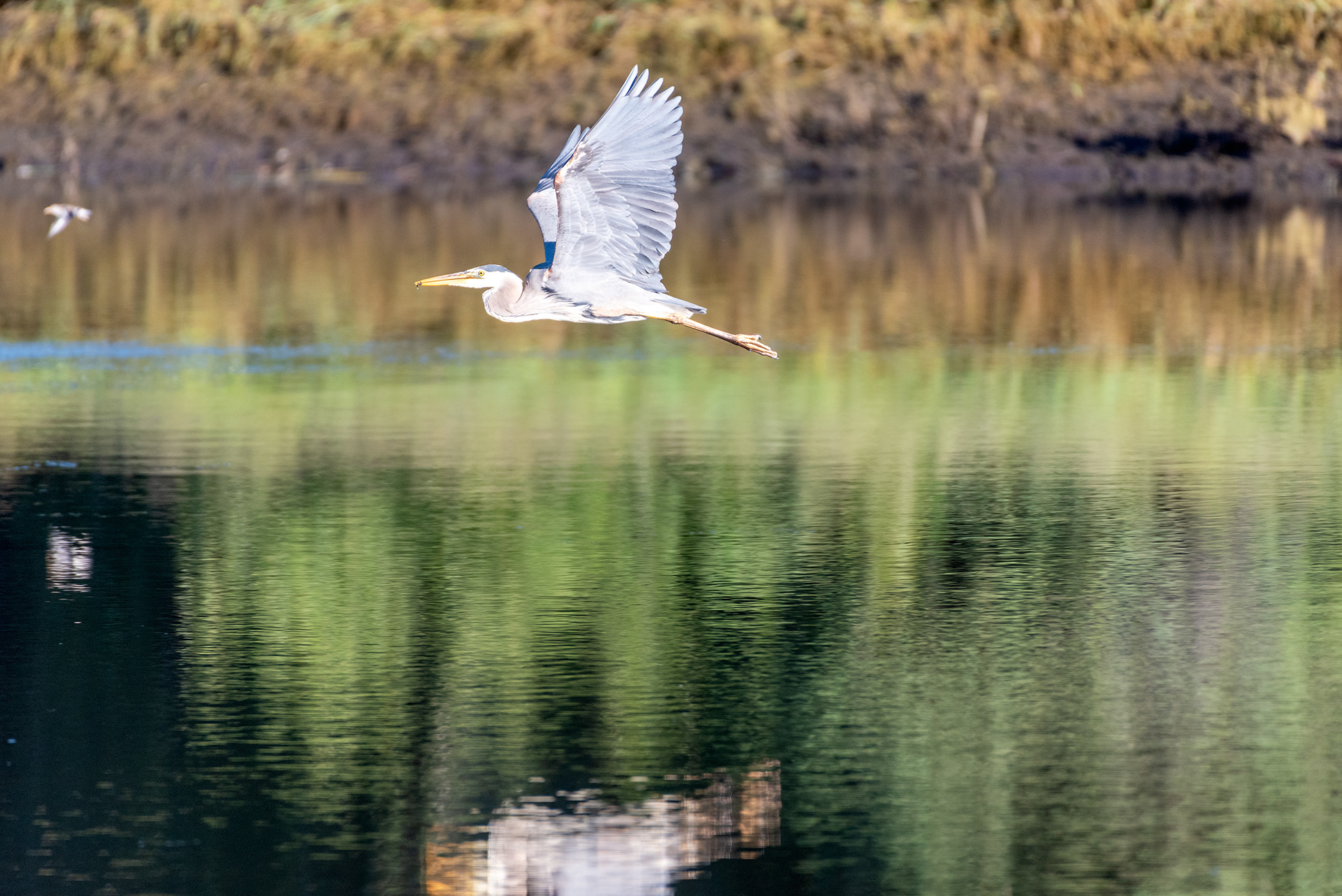 Great Blue Heron (in flight, side view)