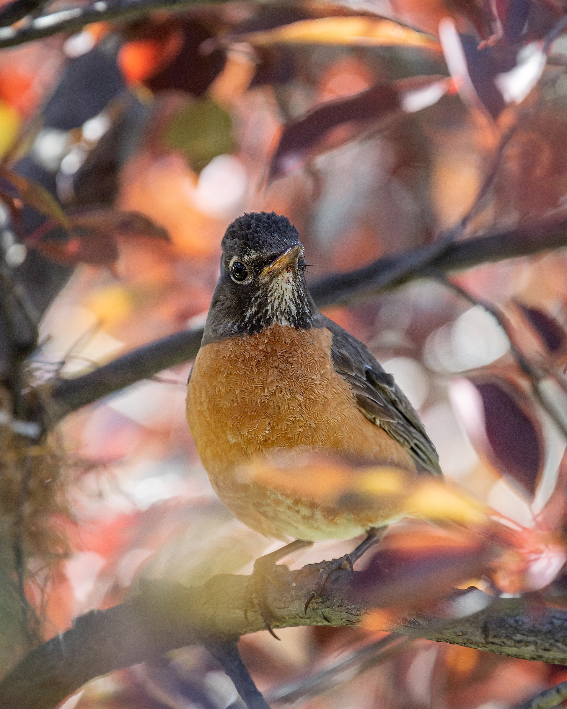 American Robin (female), Bridlewood, Calgary, AB