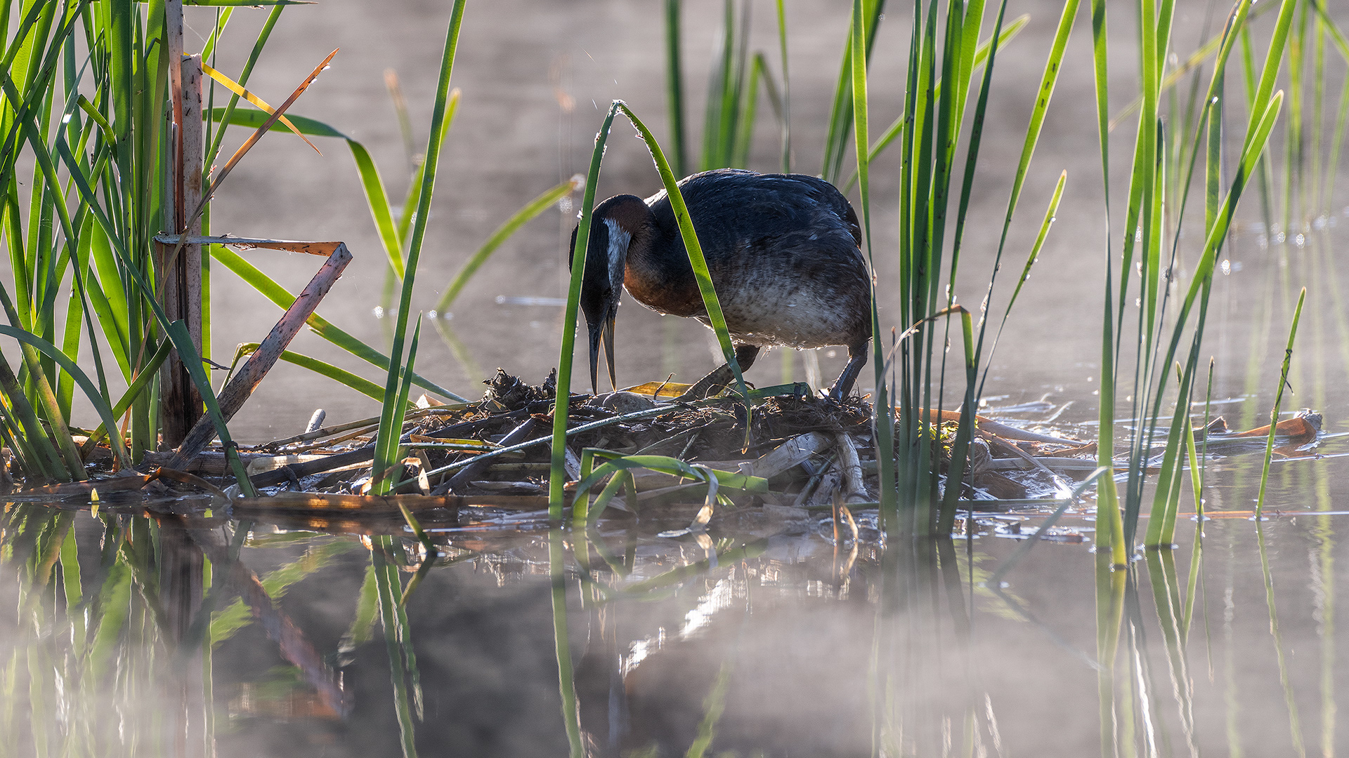 Red-necked Grebe on a nest, Marshall Springs, Fish Creek Prov. Park, Calgary, AB