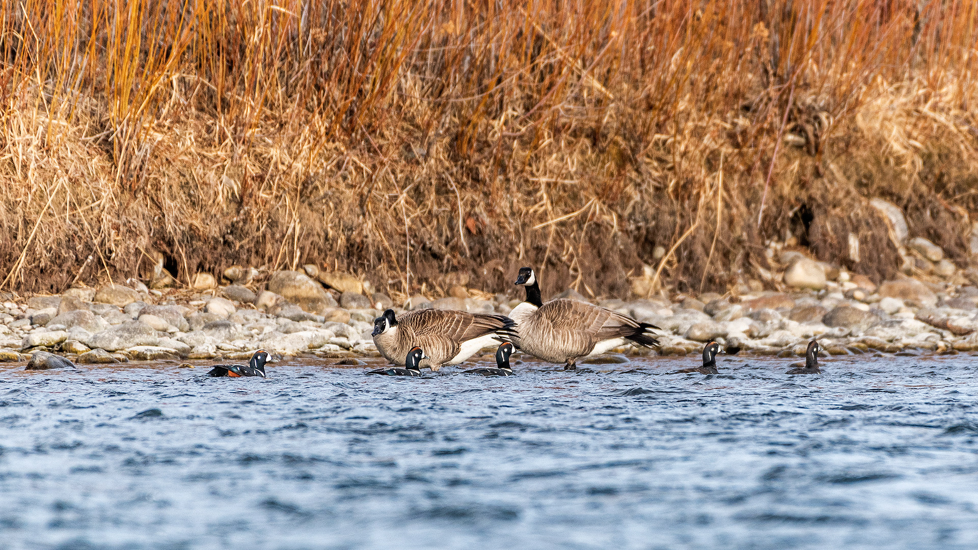 Harlequin Ducks, and Canada Geese (pair), on the other side of the Bow River near Carburn Park, Calgary, AB