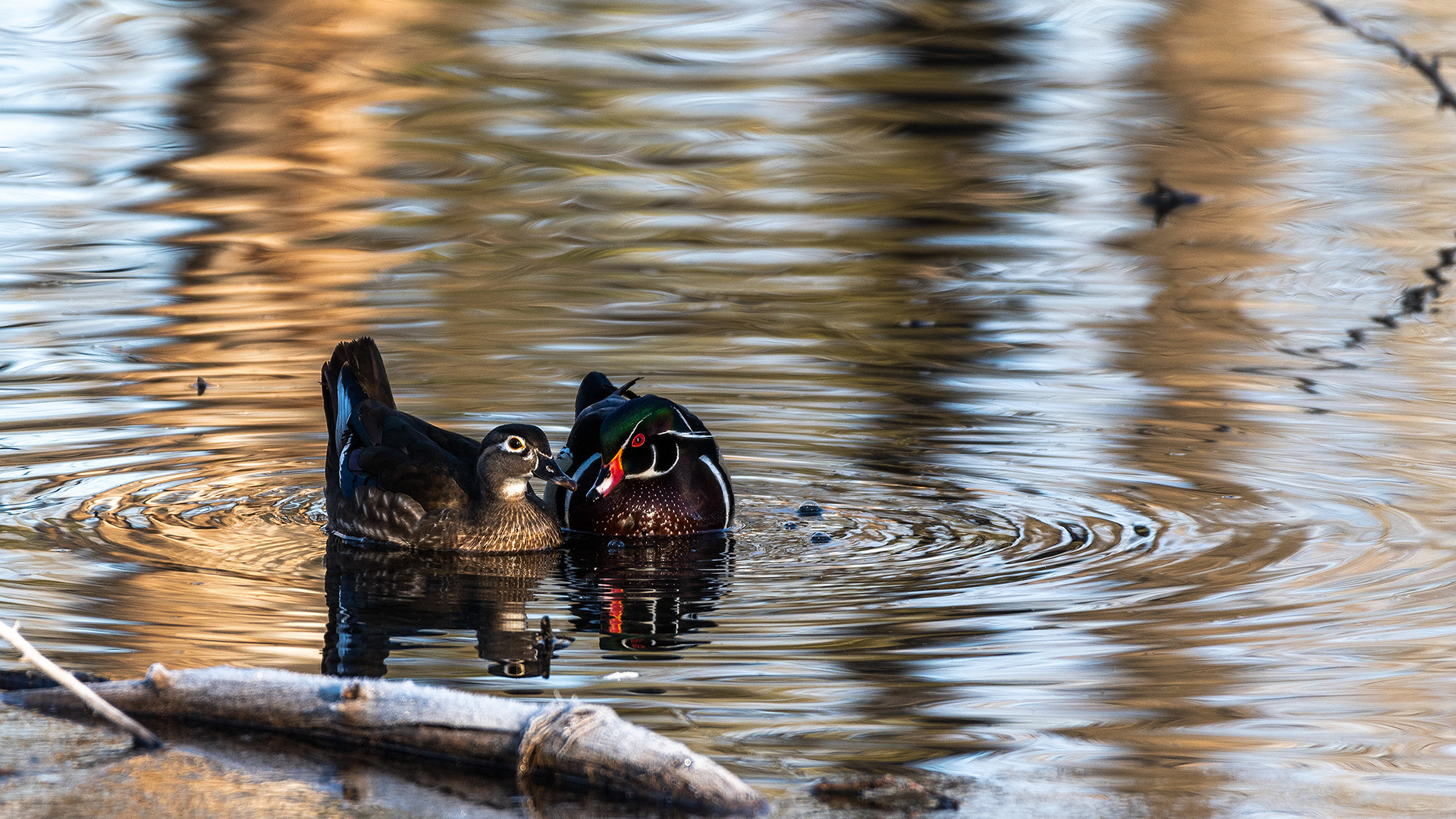 Wood Duck pair at the Inglewood Bird Sanctuary & Nature Centre, Calgary, Alberta