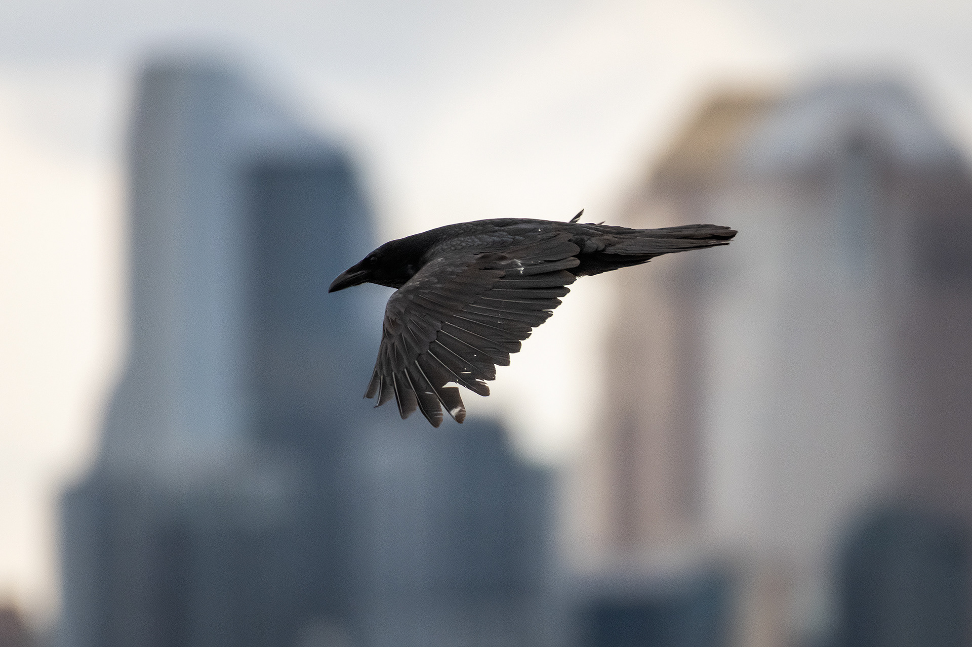 Common Raven in flight - Southview Off Leash Dog Park, Calgary, AB