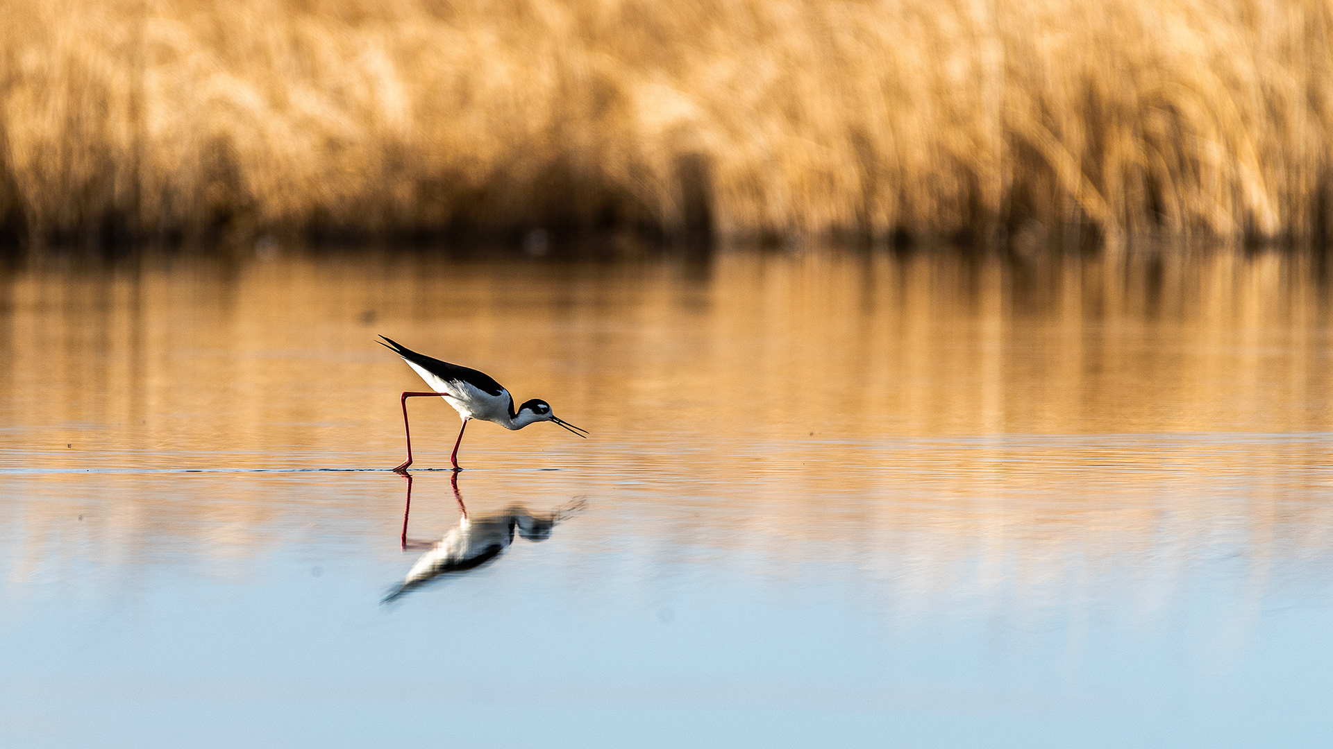 Black-necked Stilt at Frank Lake, Alberta