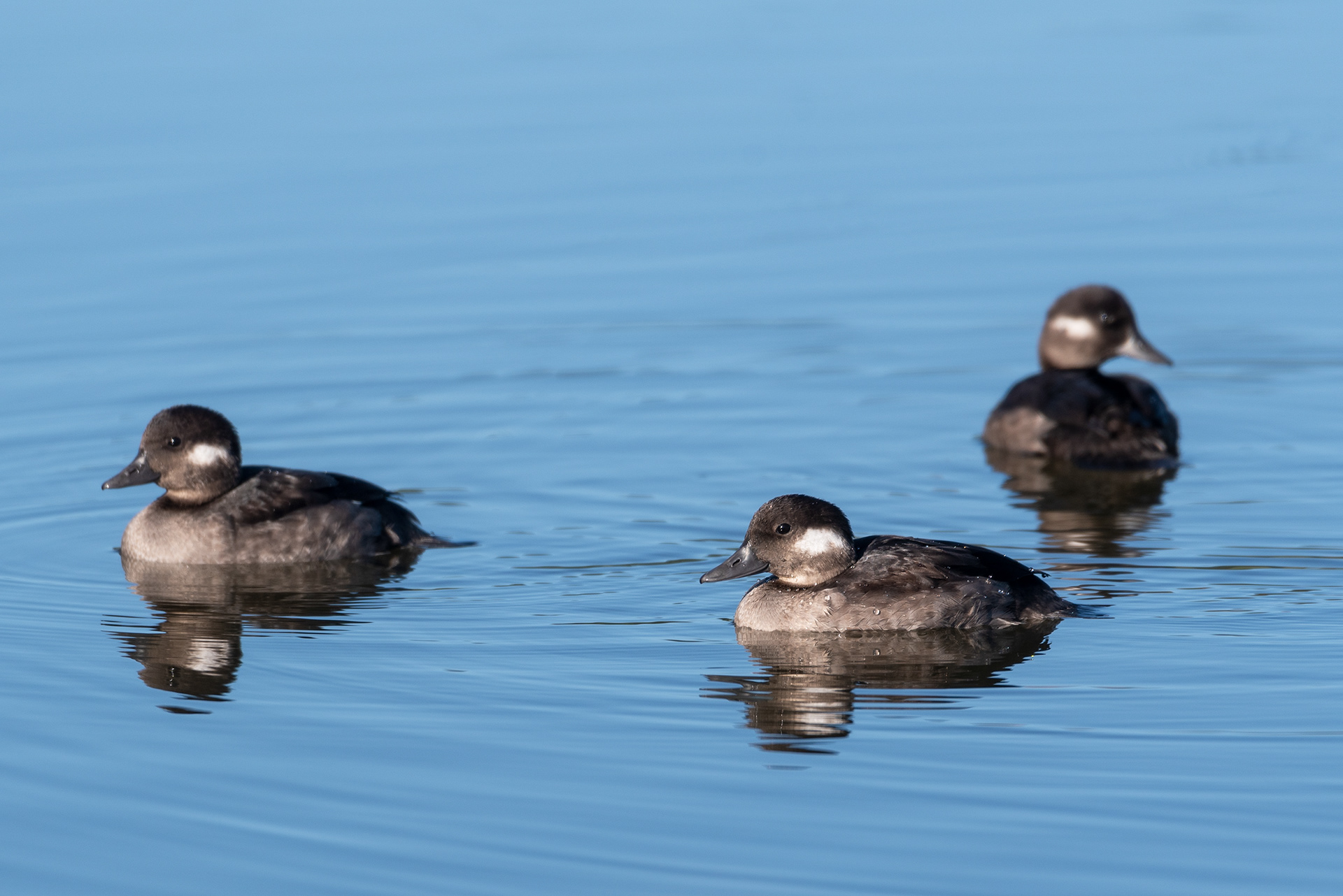 Bufflehead ducklings