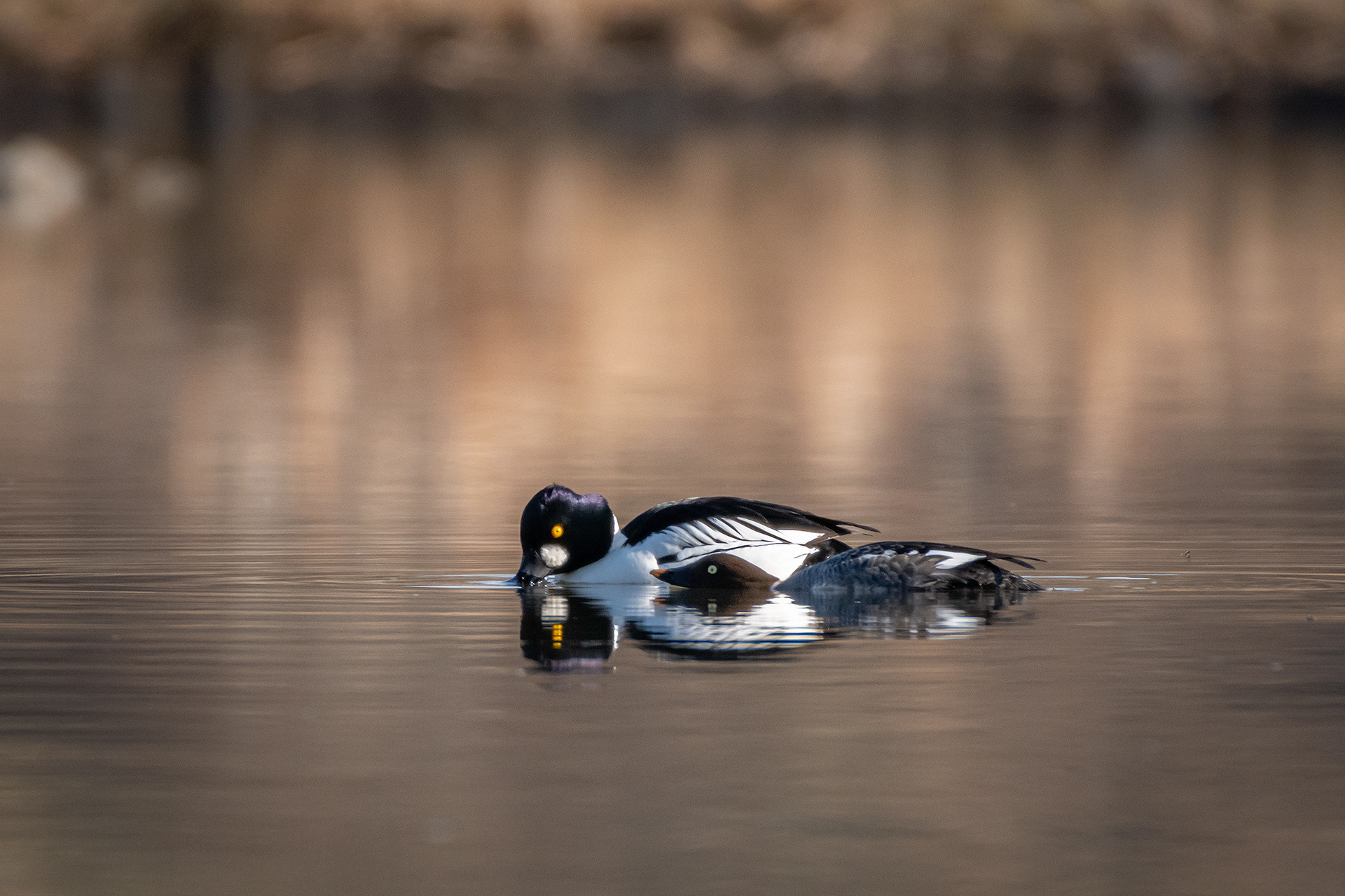 Common Goldeneye pair, Marshall Springs, Fish Creek Provincial Park, Calgary, AB