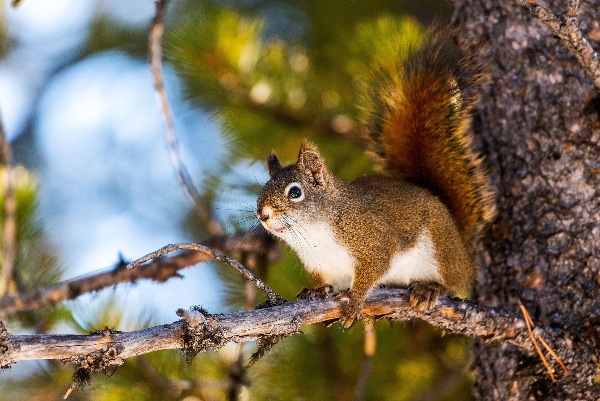 Red Squirrel on Prairie Mountain, close to Elbow Falls, AB