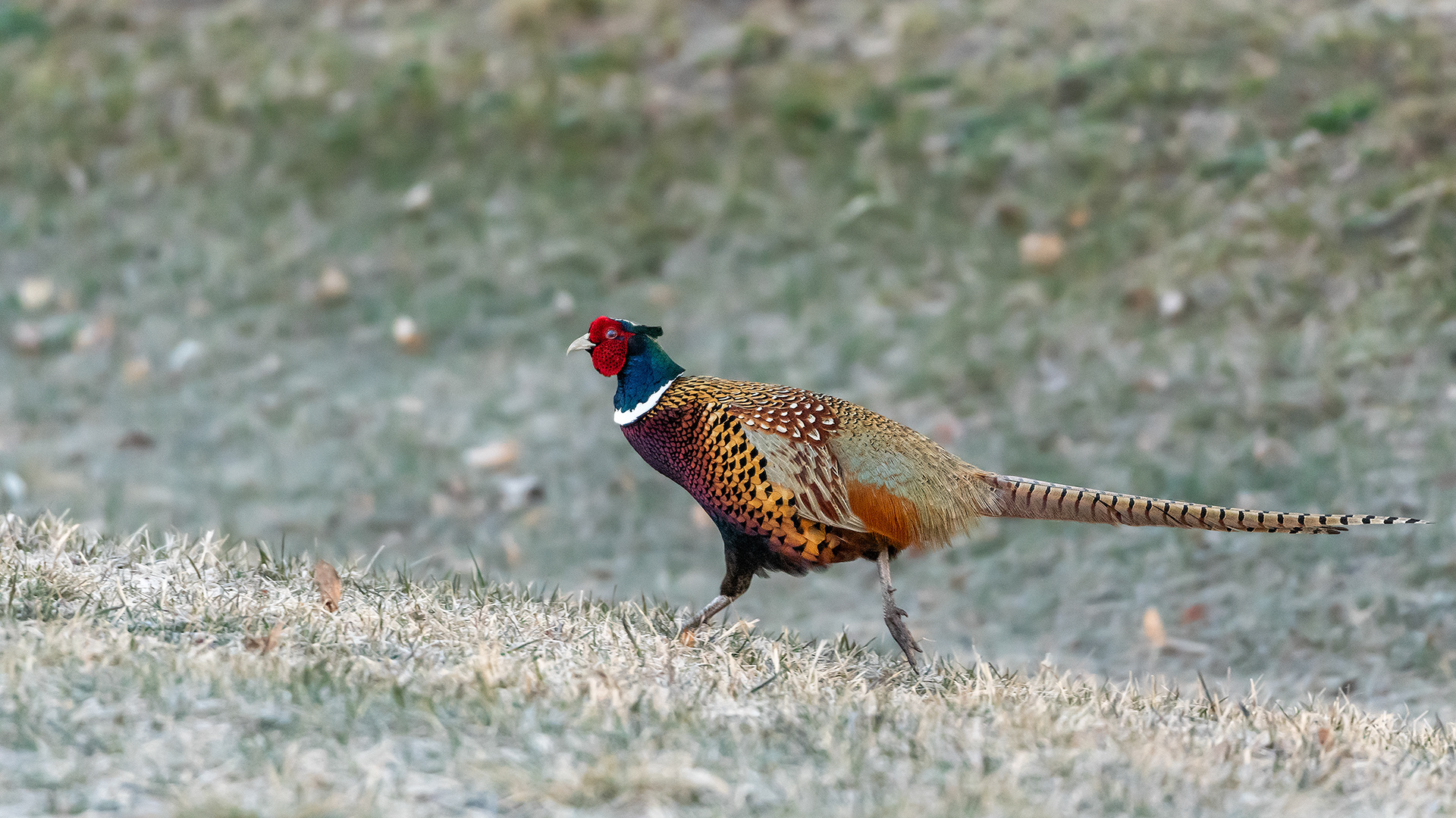 Ring-necked Pheasant (male) at Burnsmead Day Use Area, Fish Creek Provincial Park, Calgary, Alberta