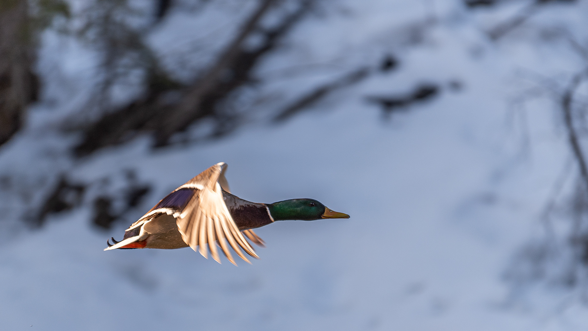 Mallard (male) in flight near Shannon Terrace, Fish Creek Prov. Park, Calgary, AB