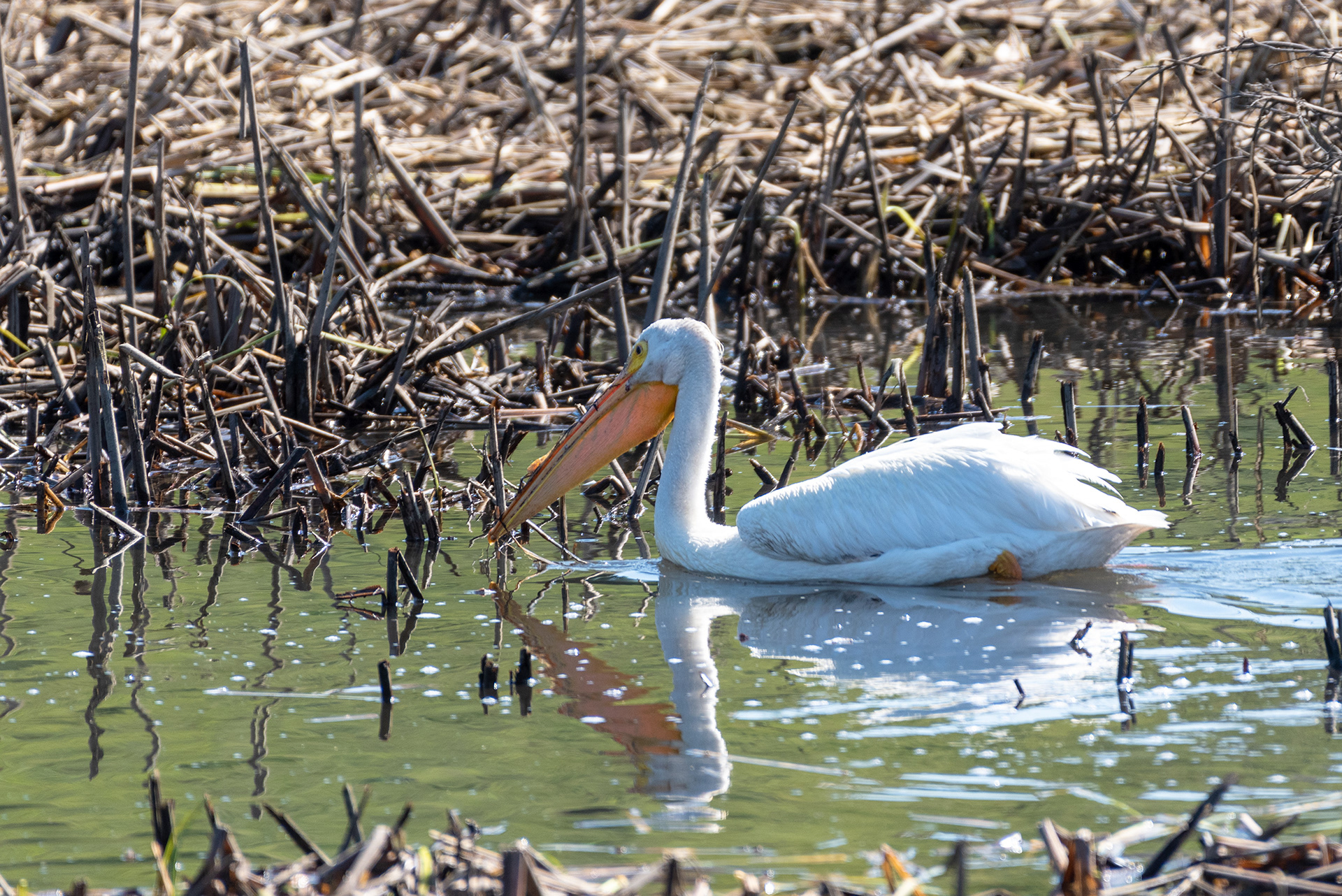 American White Pelican