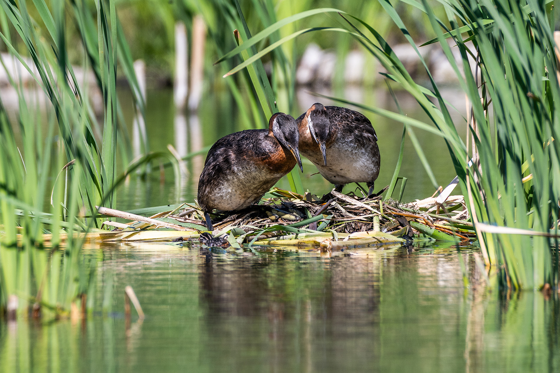 Red-necked Grebe pair at their nest (newly hatched chick in front of the nest), Marshall Springs - Fish Creek Prov. Park, Calgary, AB