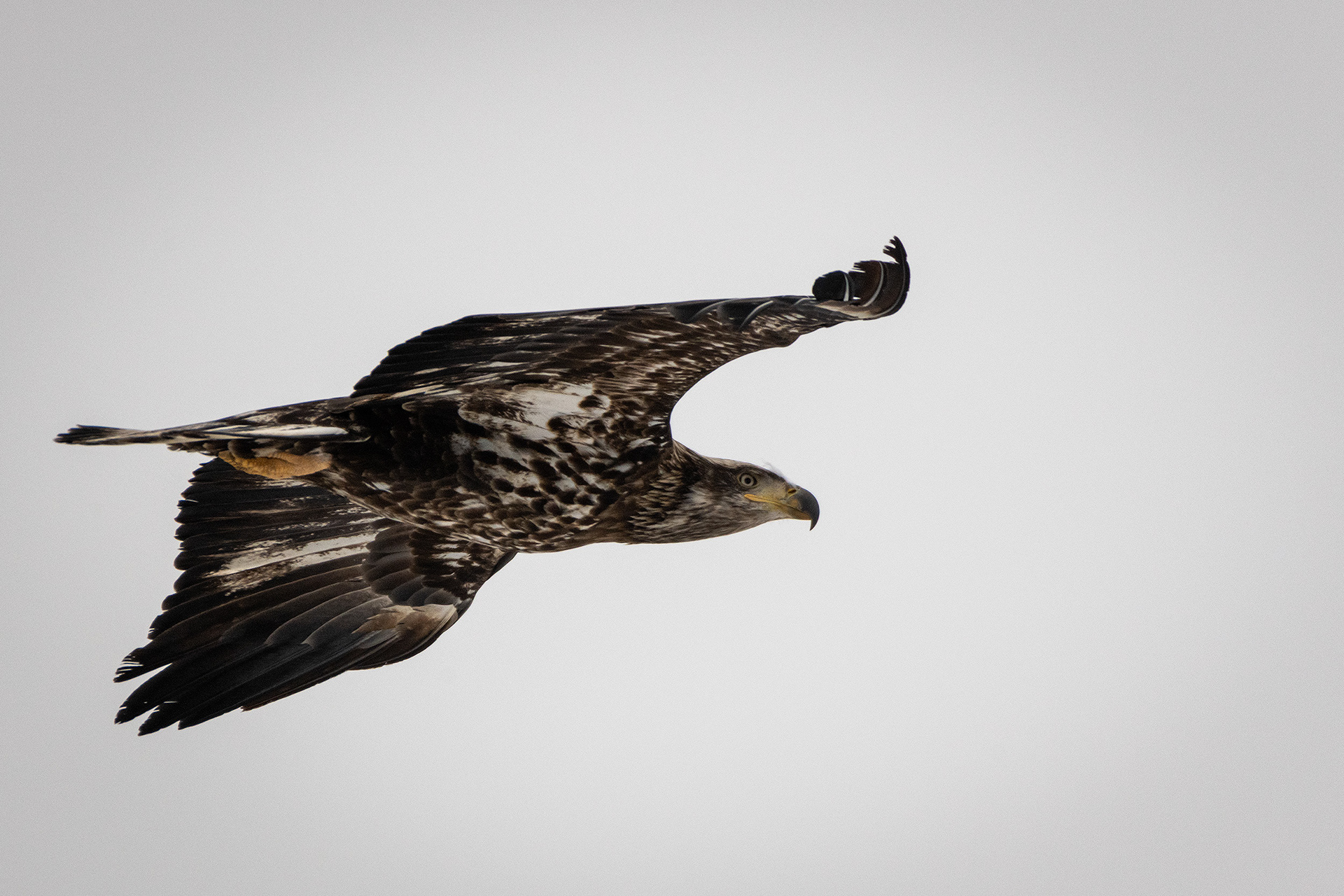 Bald Eagle (immature) in flight - Southview Off Leash Dog Park, Calgary, AB
