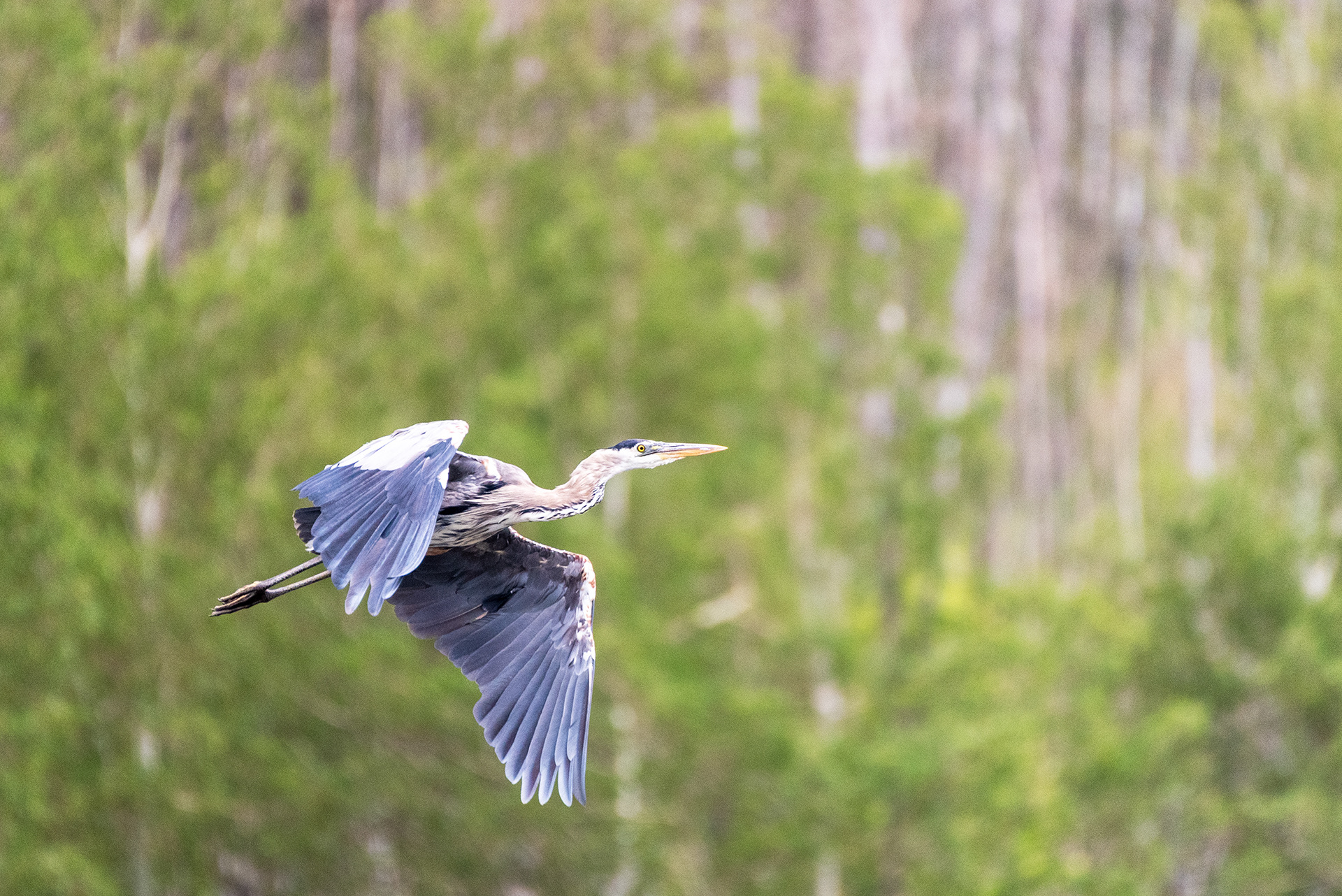 Great Blue Heron in flight