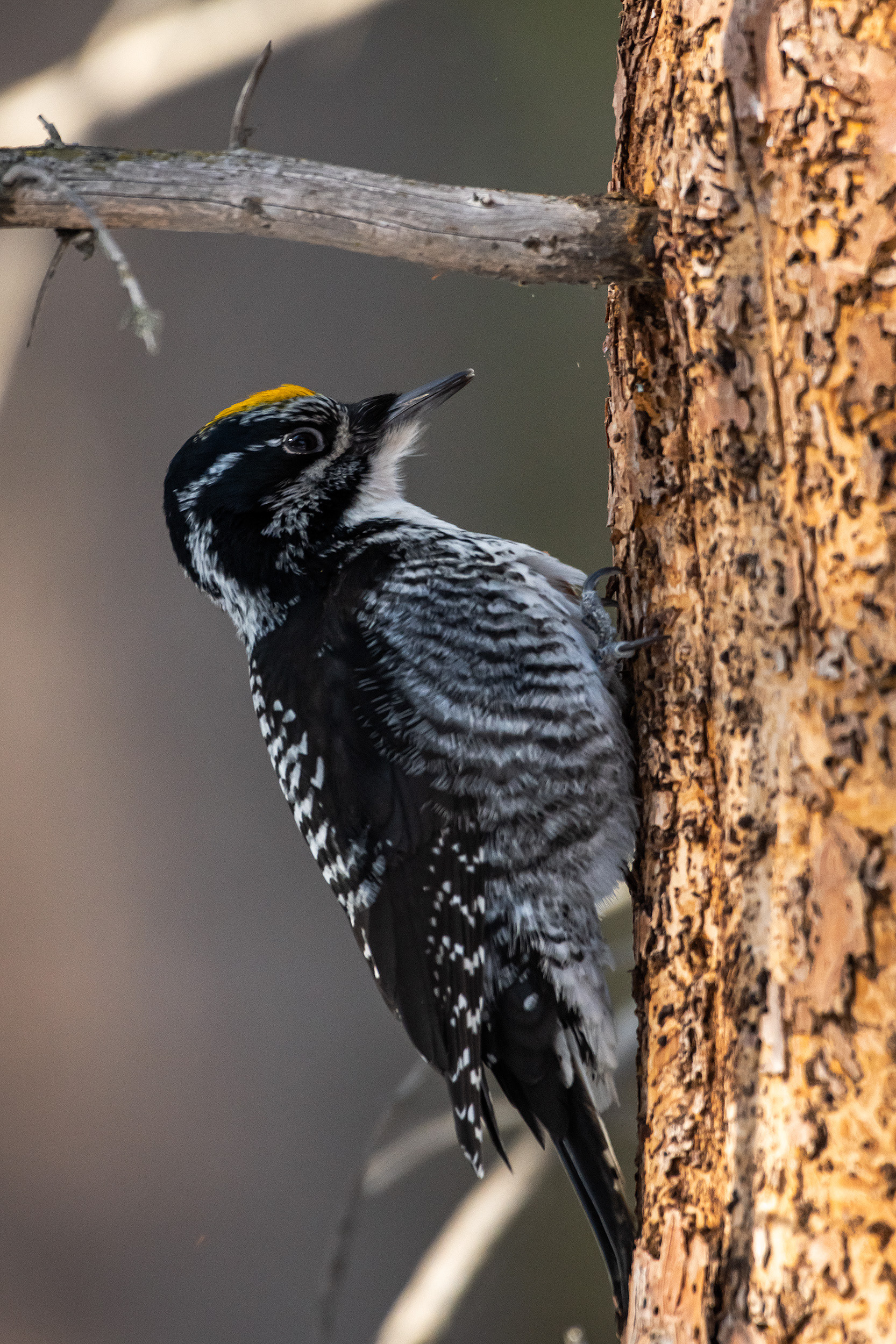 Three-toed Woodpecker (male), near the Marshall Springs area of Fish Creek Provincial Park, Calgary, AB