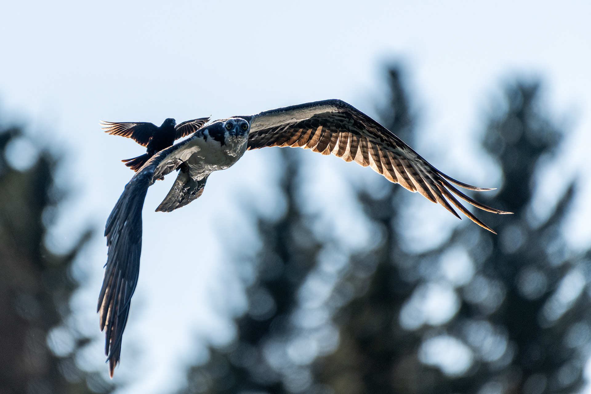 Osprey (in flight) being pestered by a male Red-winged Blackbird (in flight), Marshall Springs - Fish Creek Prov. Park, Calgary, AB