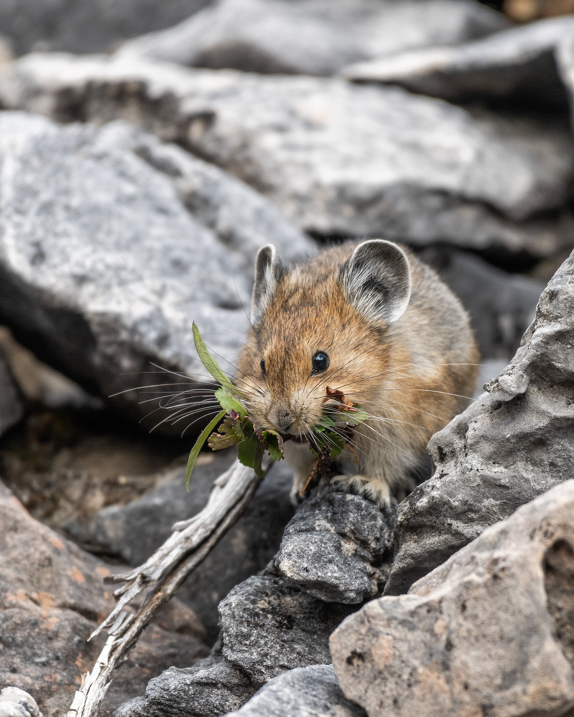 Pika, Stanley Glacier Trail, Kootenay National Park, British Columbia