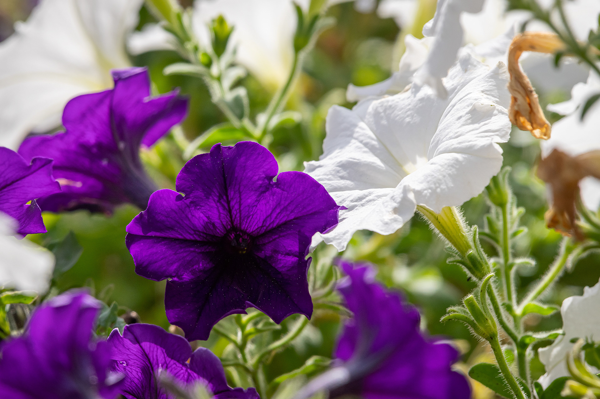 Flowers, Bridlewood, Calgary, AB