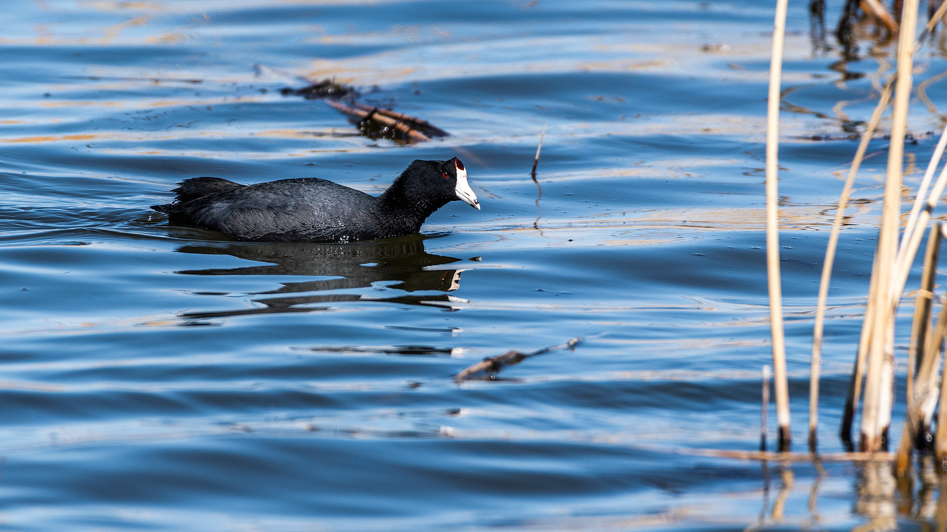 American Coot at Frank Lake, AB