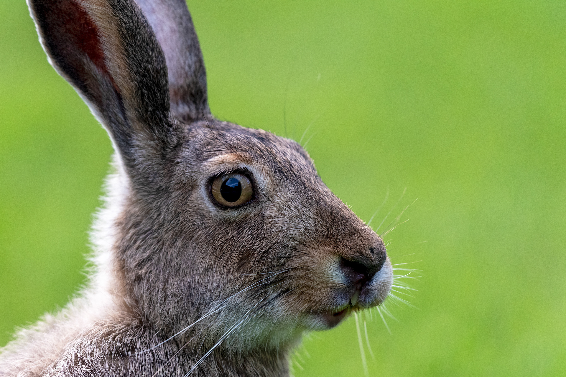 Profile of a Hare making an odd face