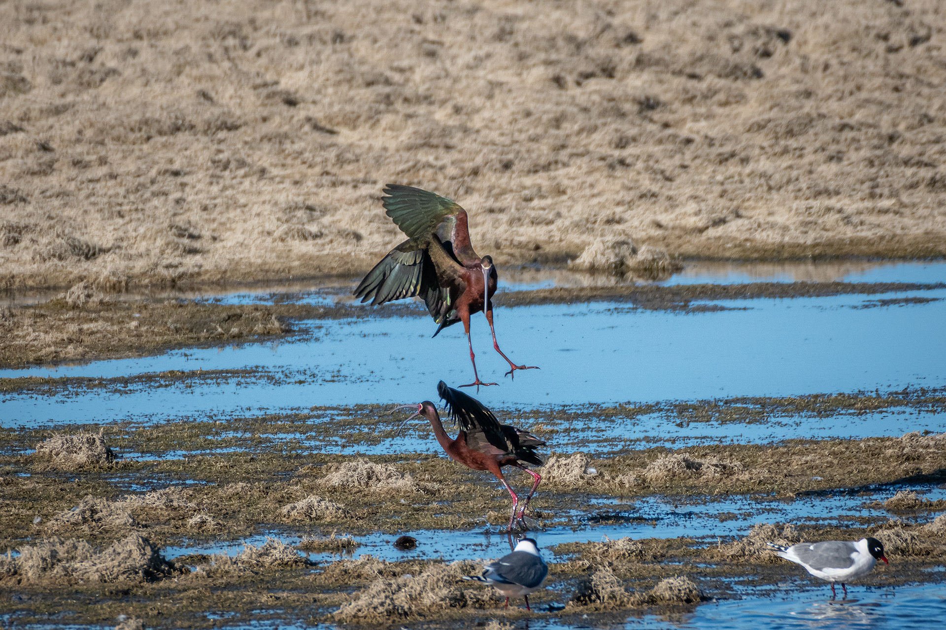 White-faced Ibises, Glenmore Reservoir, North Glenmore Park, Calgary, AB