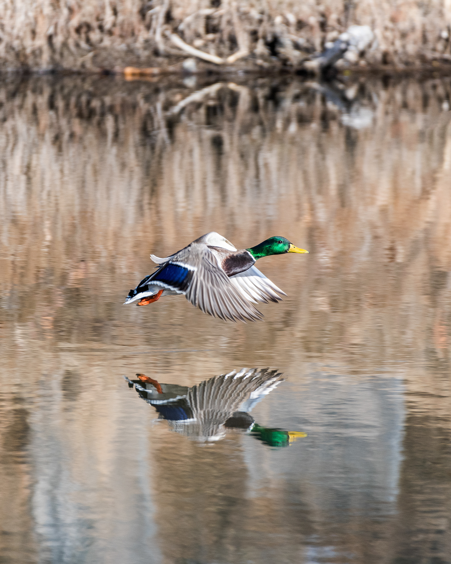 Mallard (male, in flight) at the Inglewood Bird Sanctuary & Nature Centre, Calgary, Alberta