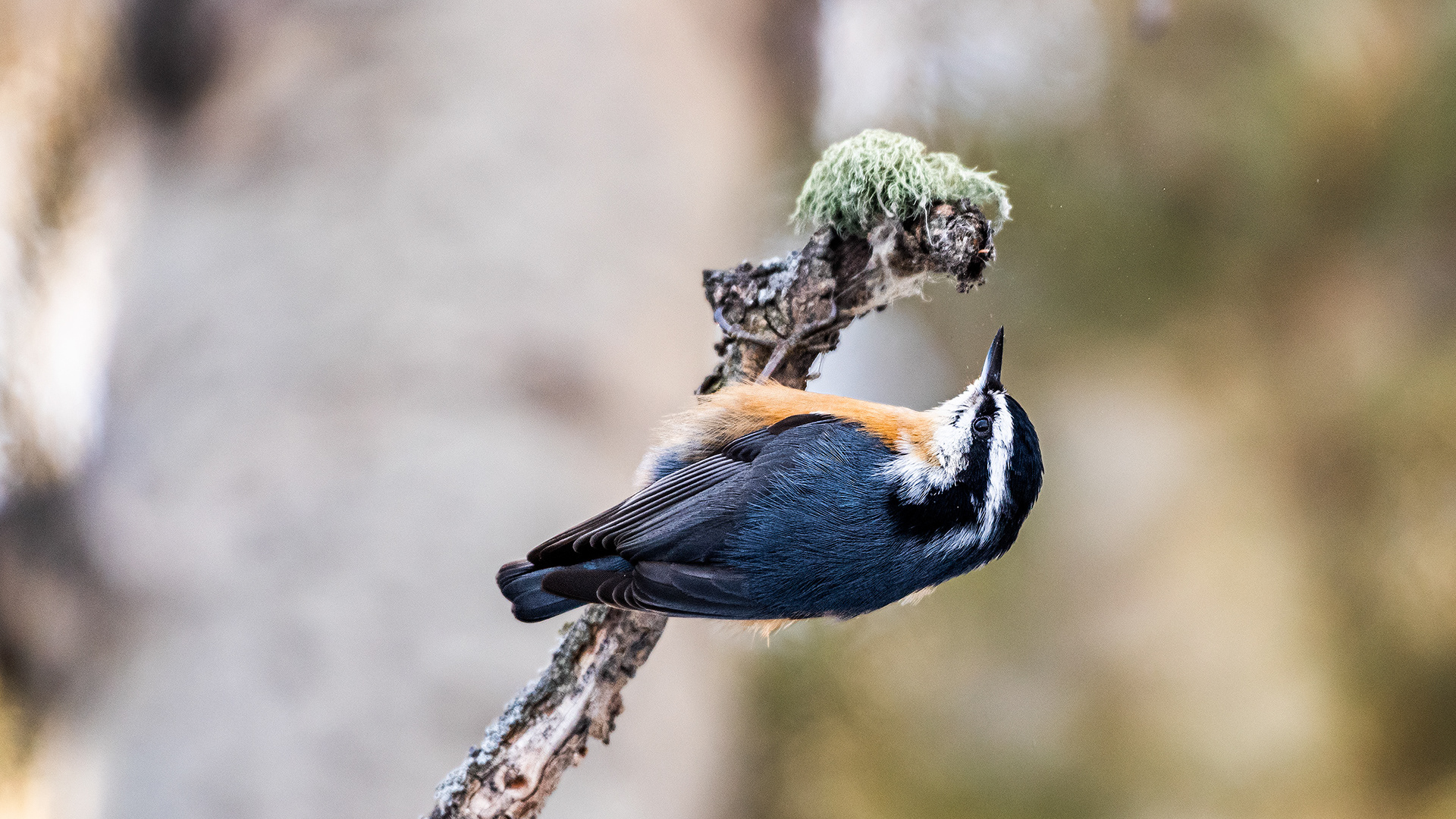 Red-breasted Nuthatch near Marshall Springs, Fish Creek Prov. Park, Calgary, AB