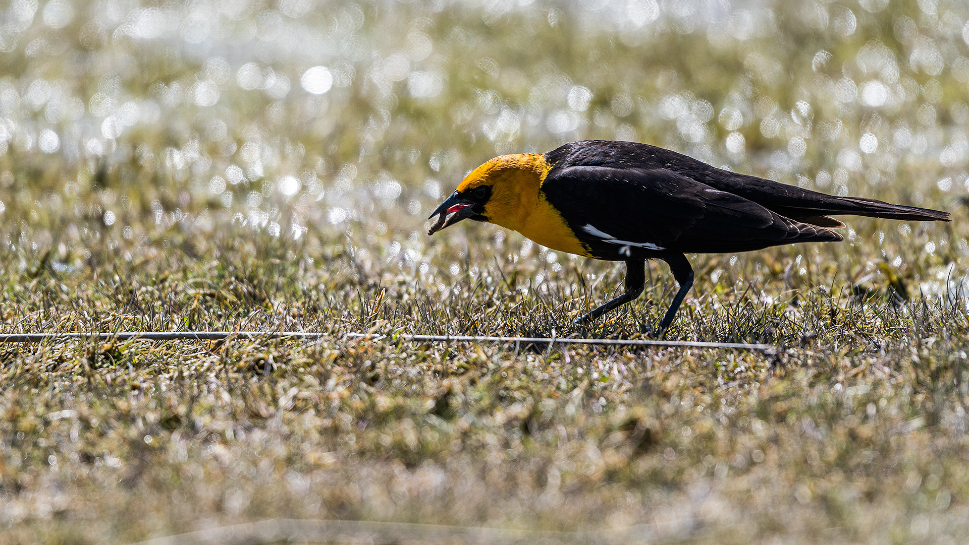Yellow-headed Blackbird at Frank Lake, AB