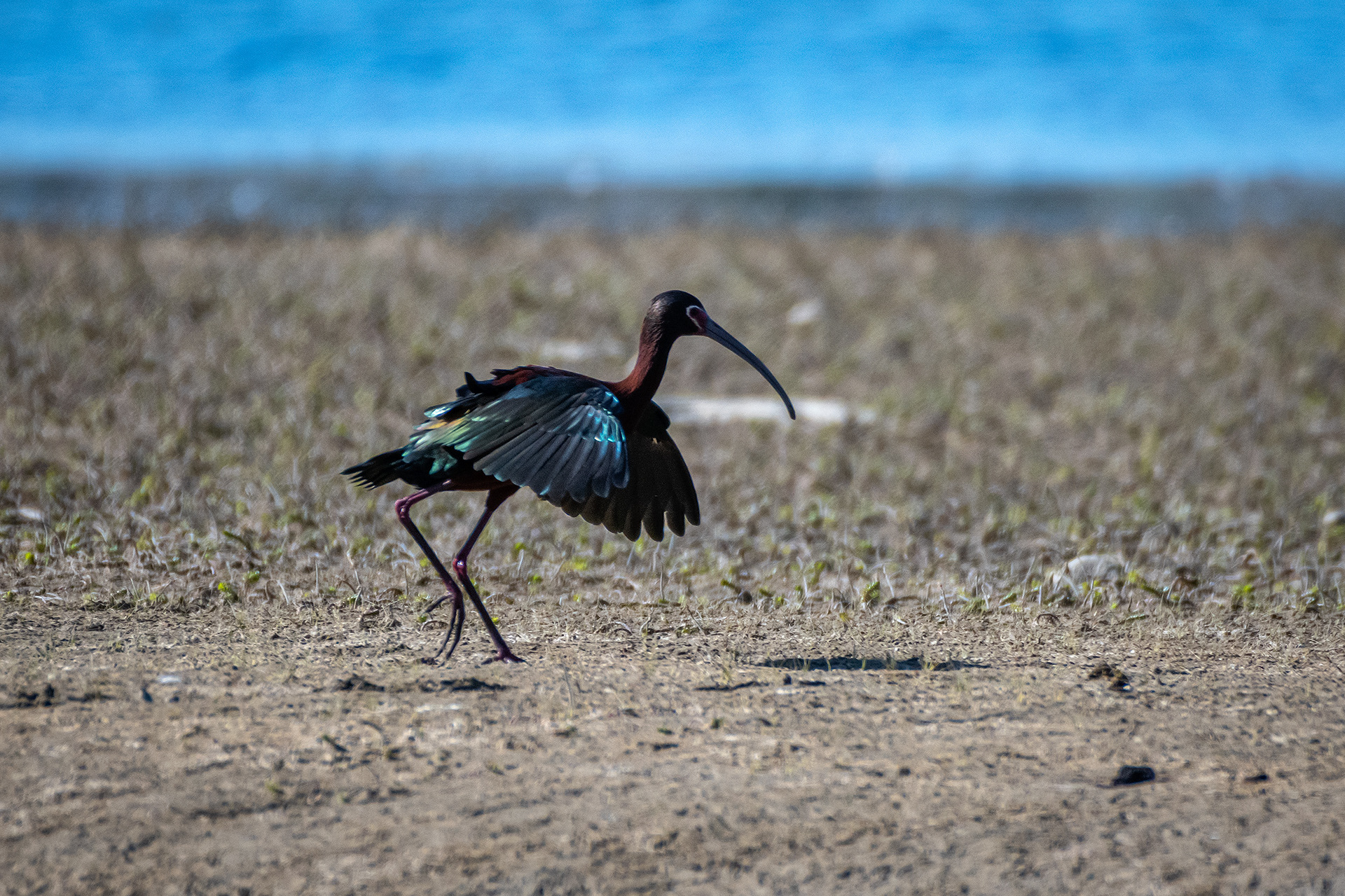 White-faced Ibis, Glenmore Reservoir, North Glenmore Park, Calgary, AB