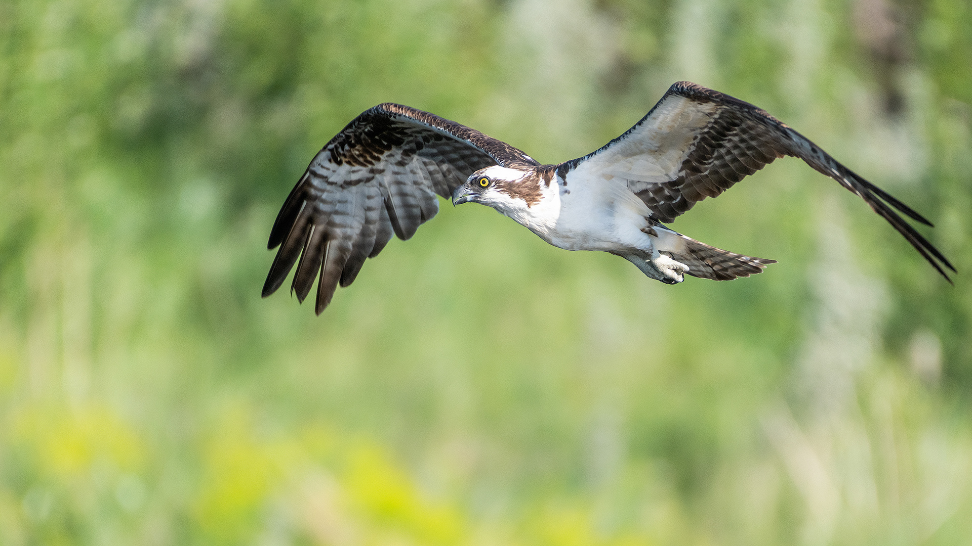 Osprey in flight, Marshall Springs - Fish Creek Prov. Park, Calgary, AB