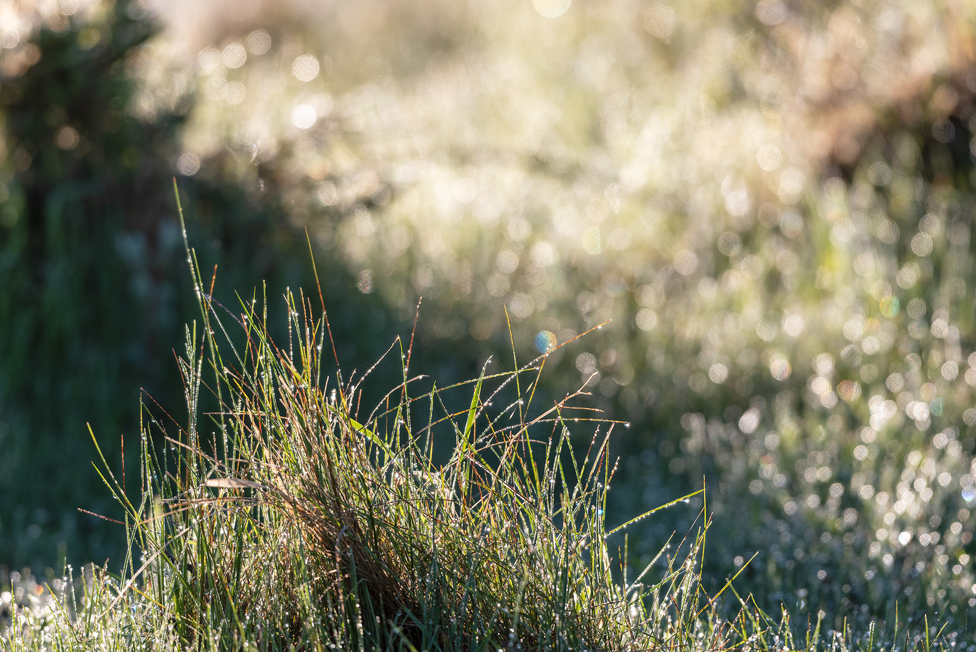 Damp grass, Marshall Springs, Fish Creek Provincial Park, Calgary, Alberta