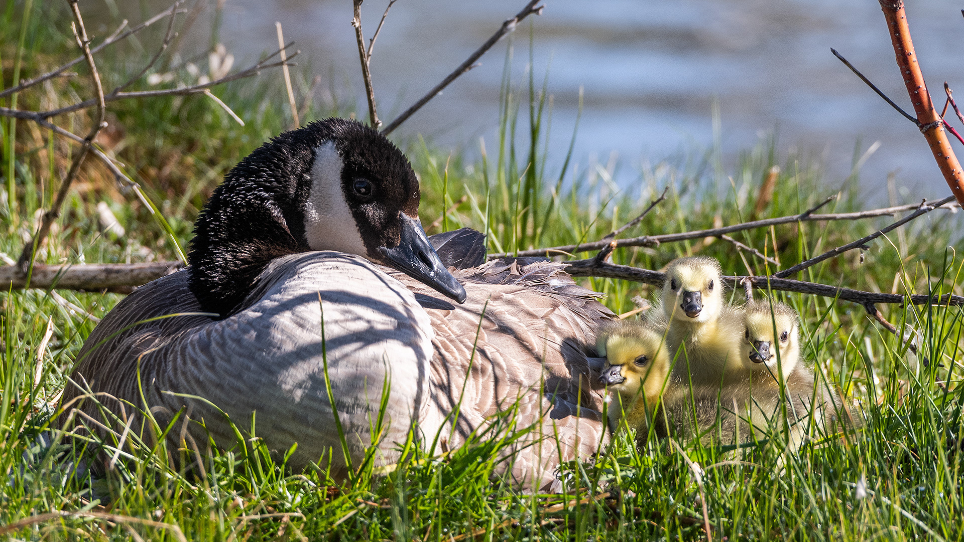 Canada Goose with goslings, Inglewood Bird Sanctuary & Nature Centre, Calgary, Alberta