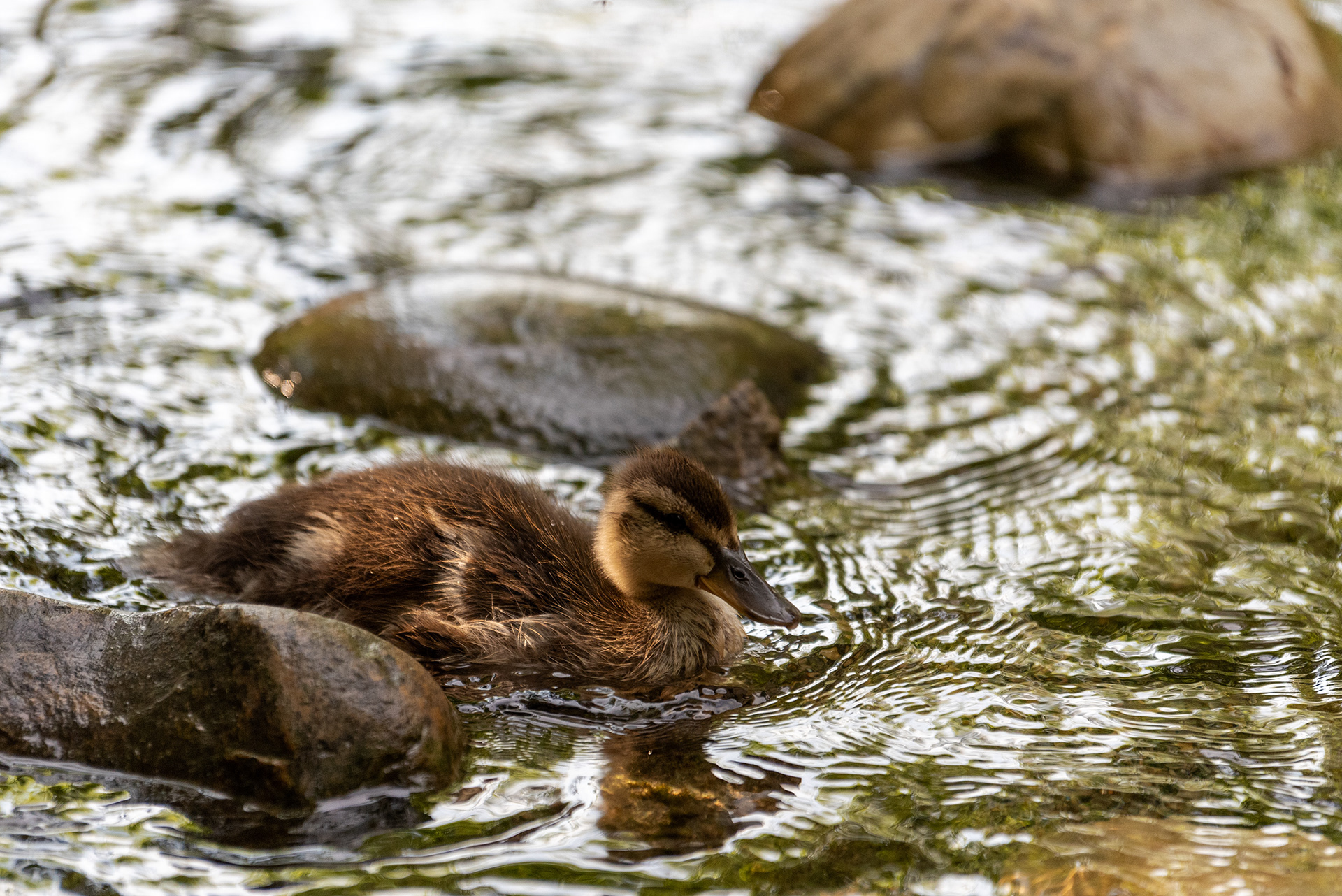 duckling, Bridlewood Wetlands Park, Calgary, Alberta