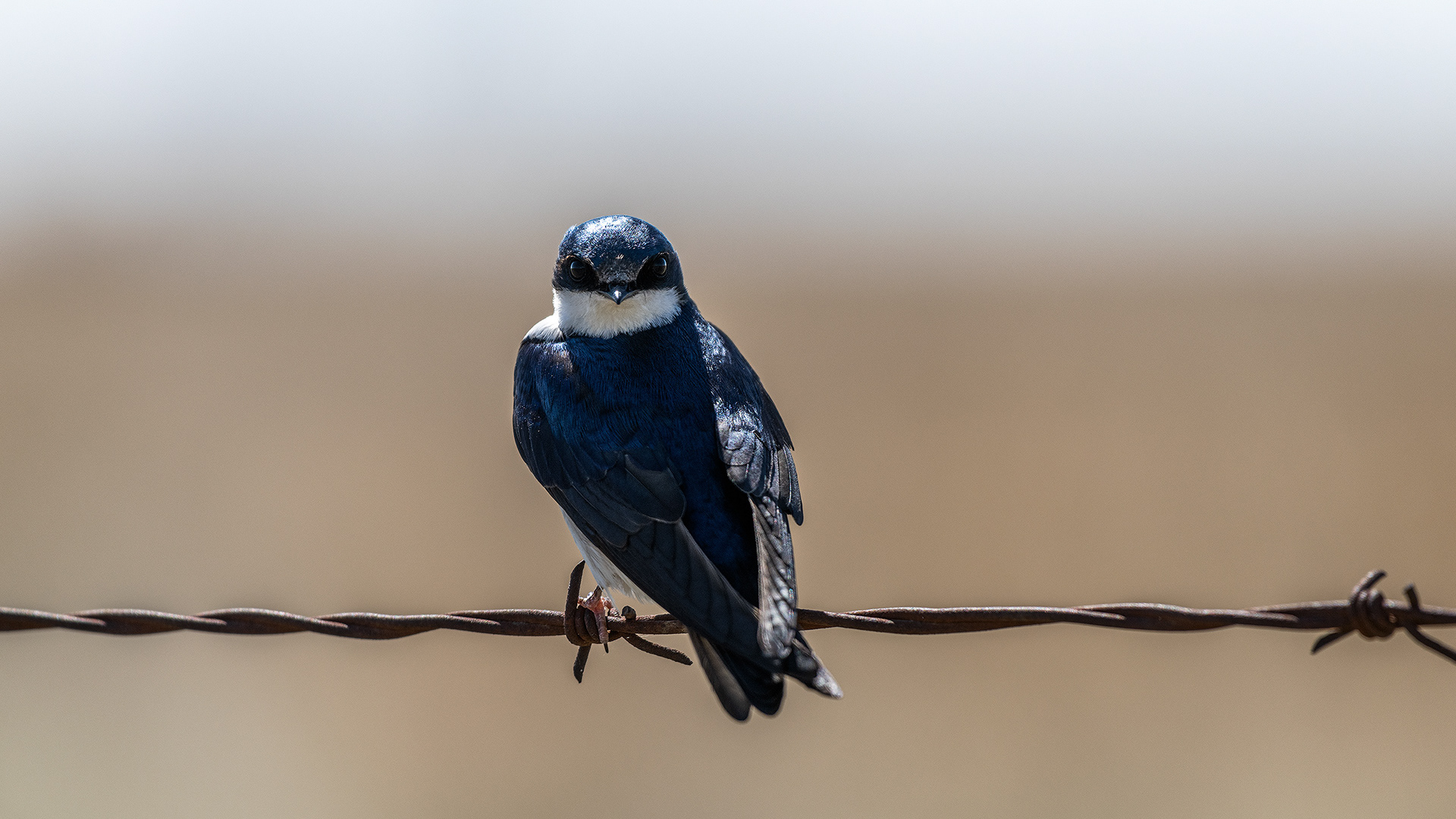 Tree Swallow near Frank Lake, Alberta