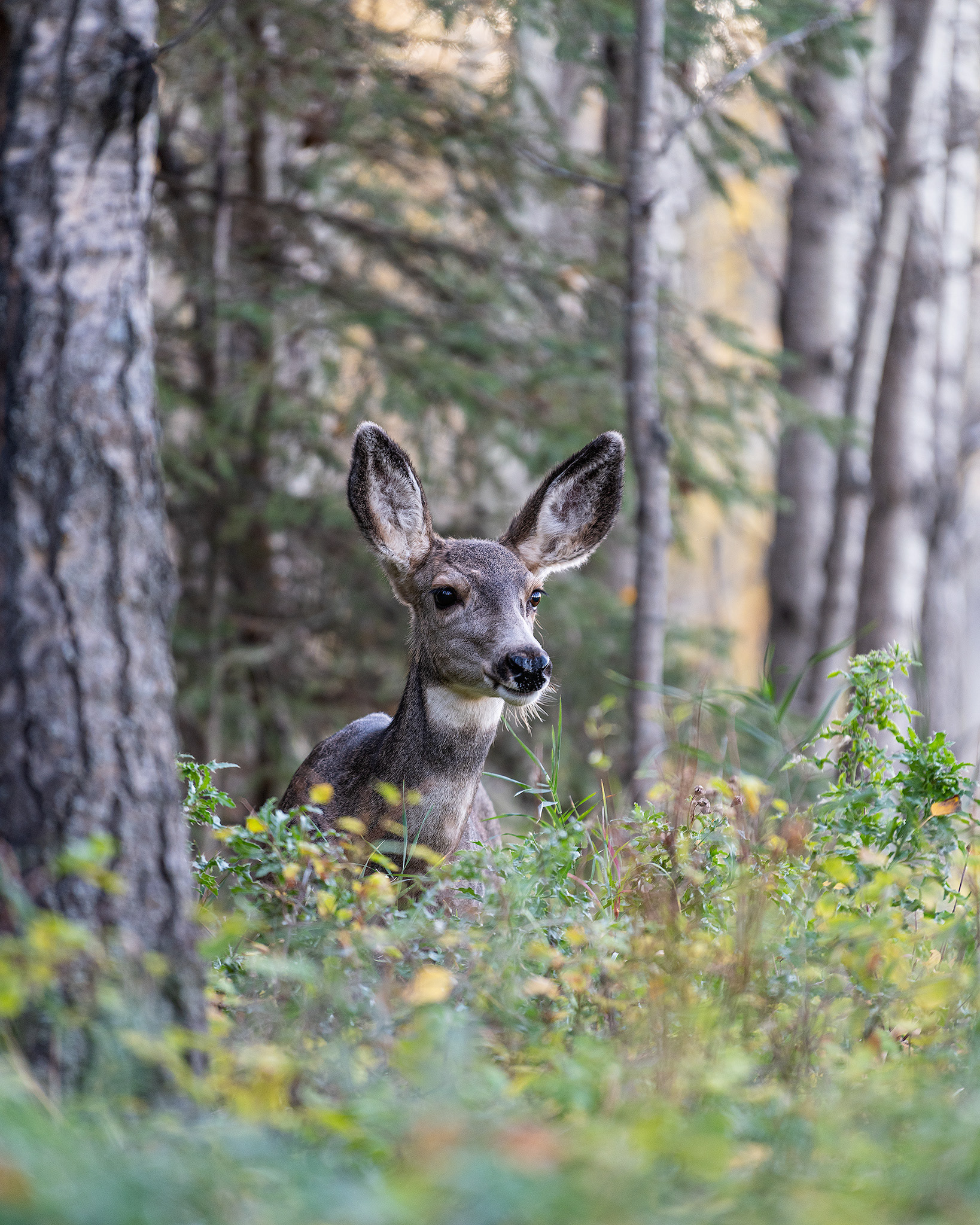 Mule Deer, the Marshall Springs area of Fish Creek Provincial Park, Calgary, AB - October 12th, 2022 (6:29 PM, 30 Mp)