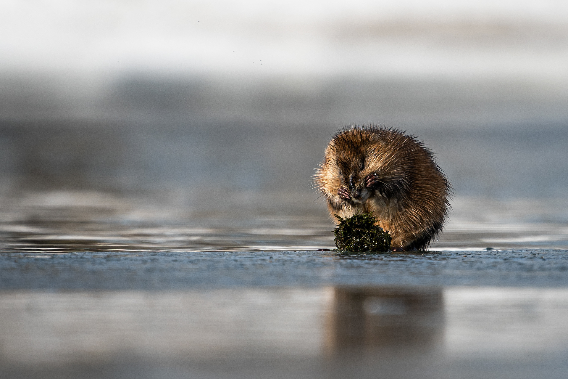 Beaver on a small ice shelf on the Bow River, just down stream from Carburn Park, Calgary, AB