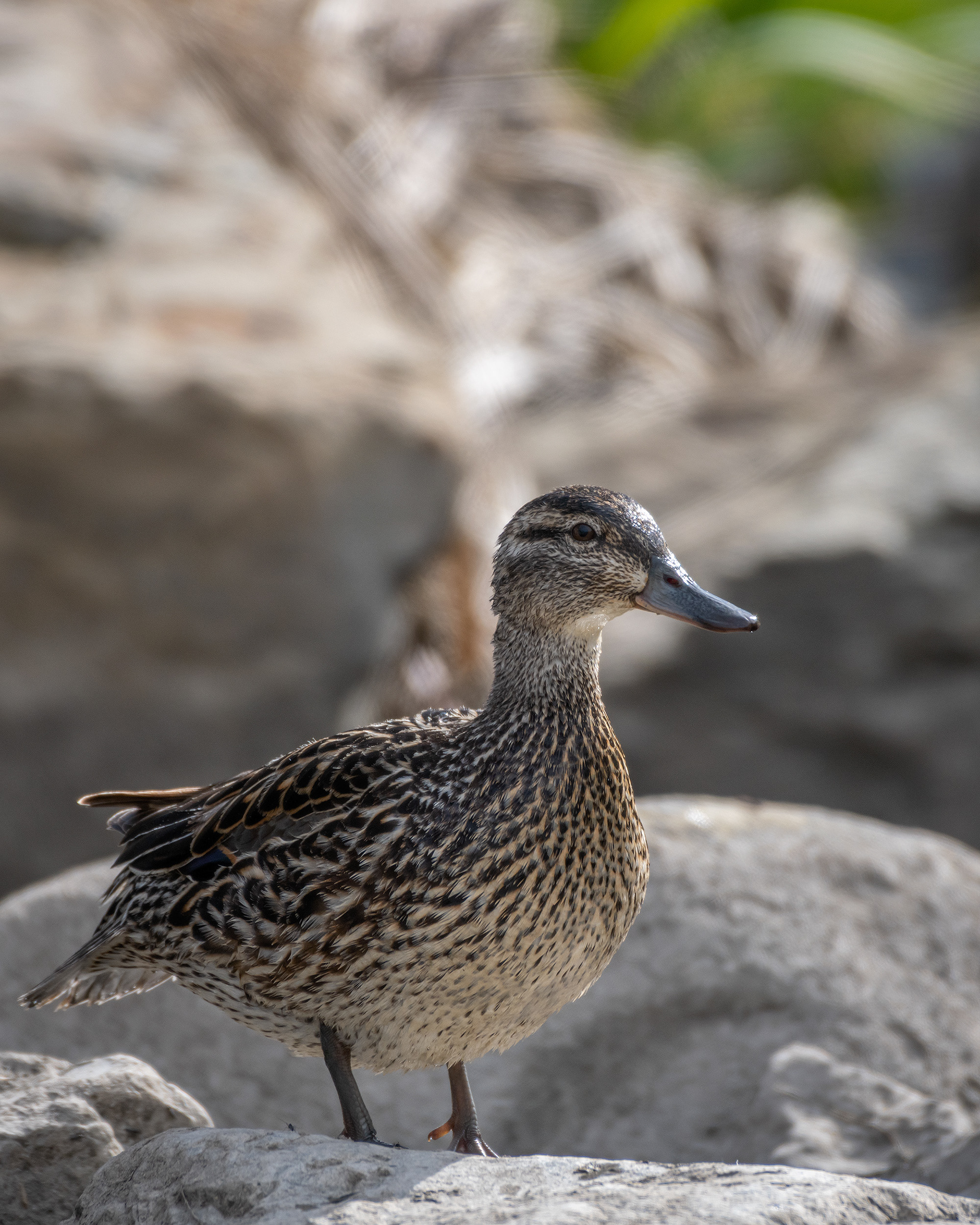 Green-winged Teal (female), Marshall Springs, Fish Creek Provincial Park, Calgary, AB