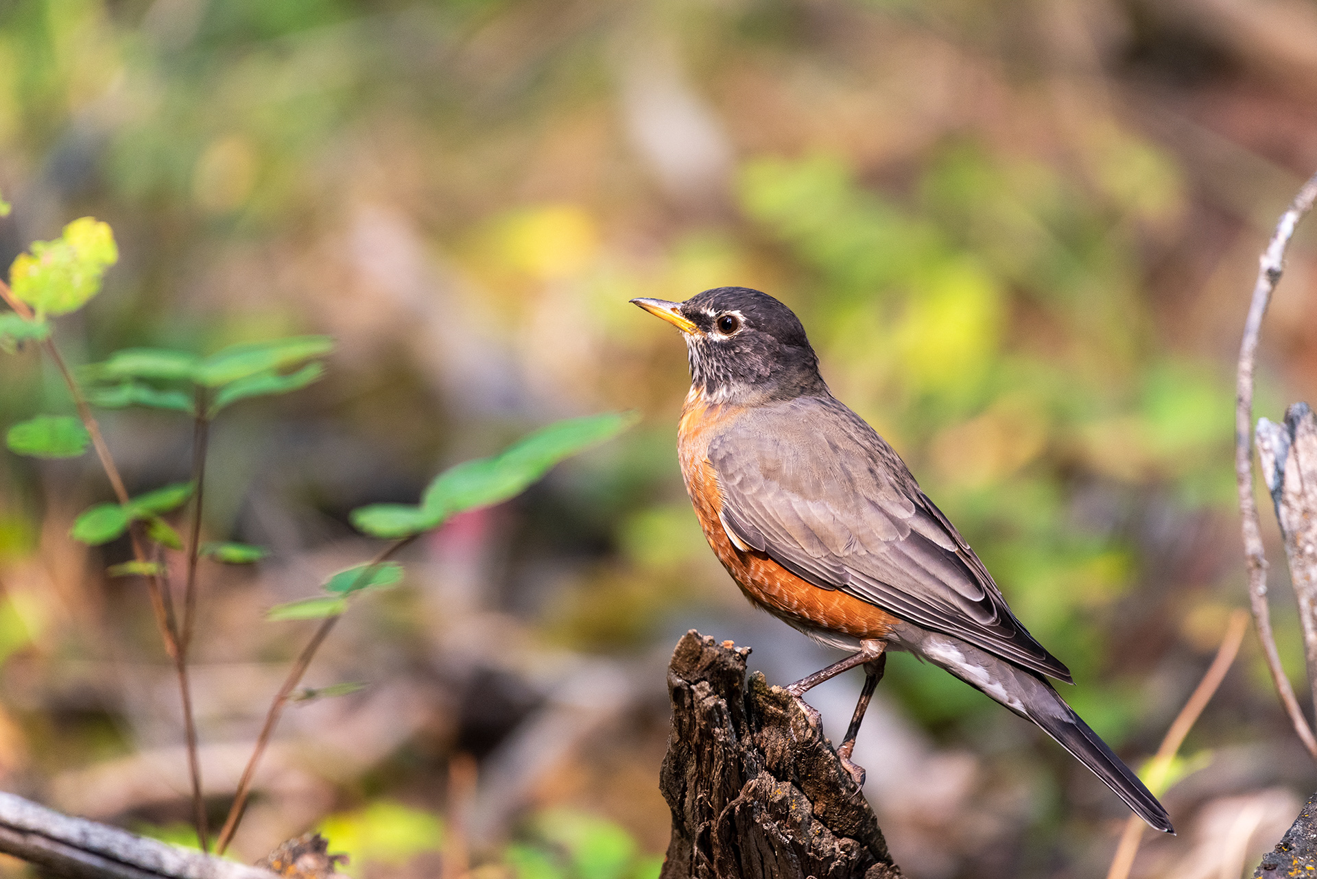 American Robin, Fish Creek Provincial Park
