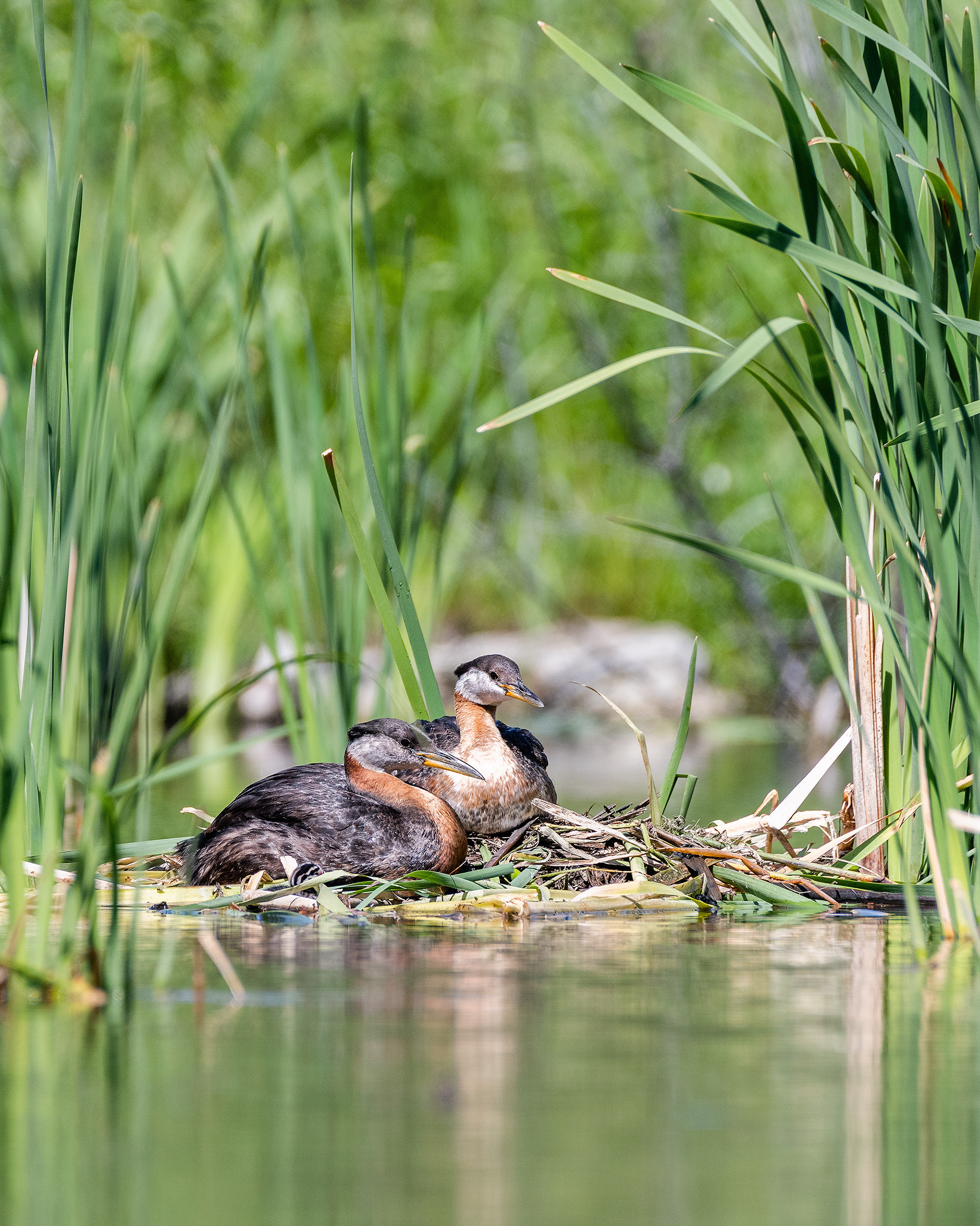 Red-necked Grebe pair at their nest (newly hatched chick in front of the nest), Marshall Springs - Fish Creek Prov. Park, Calgary, AB