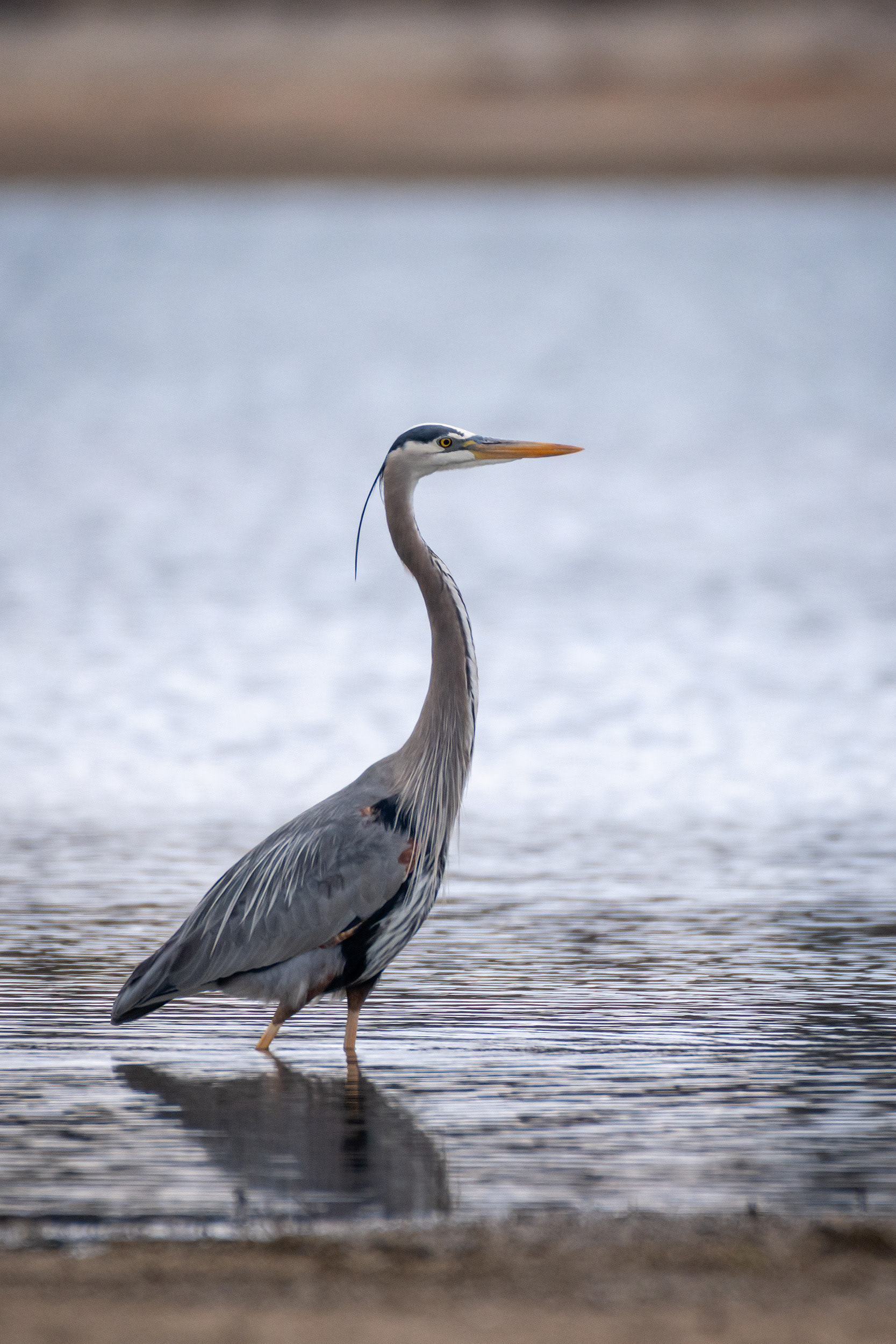 Great Blue Heron, Glenmore Reservoir, North Glenmore Park, Calgary, AB