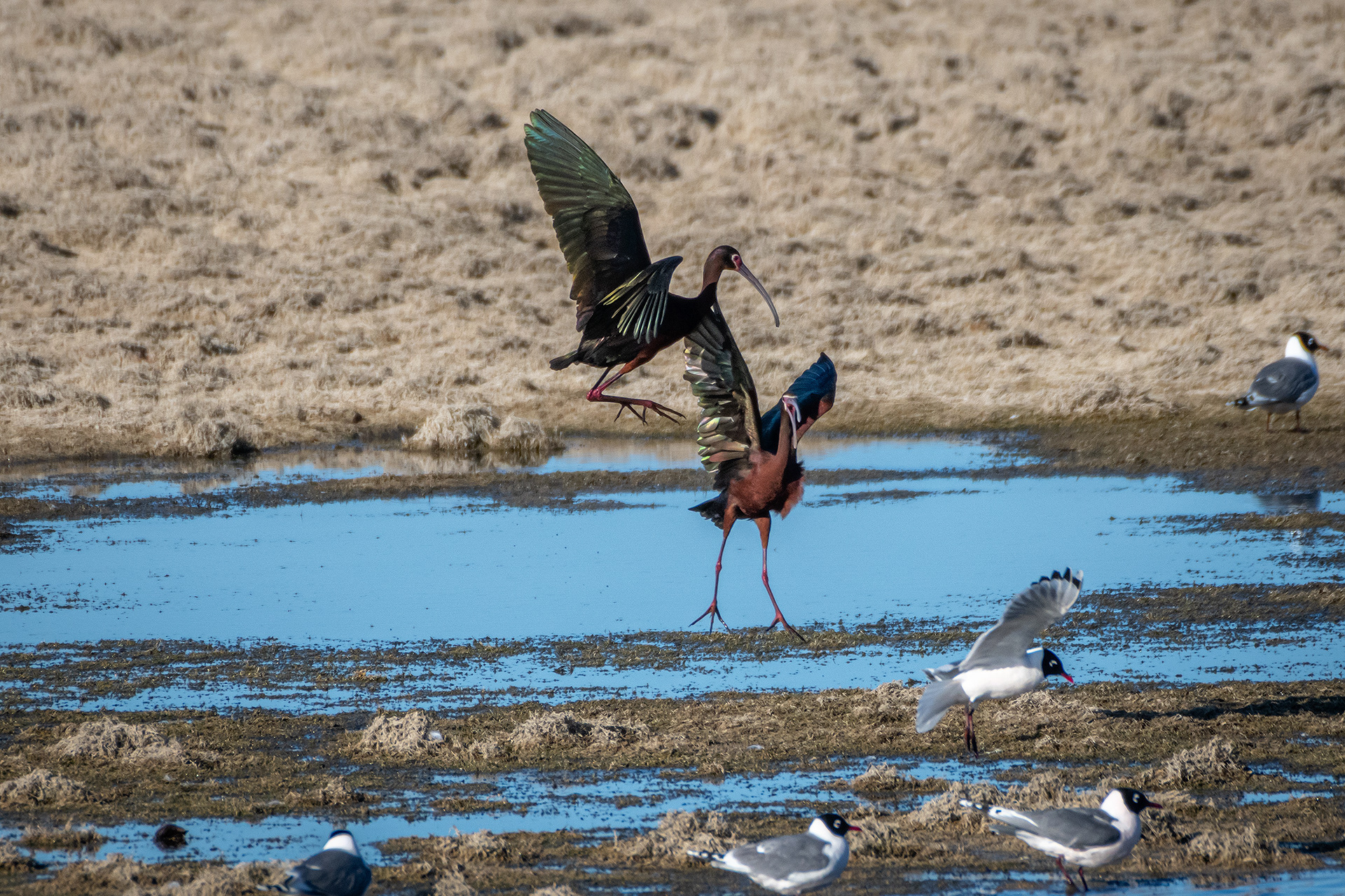 White-faced Ibises, Glenmore Reservoir, North Glenmore Park, Calgary, AB