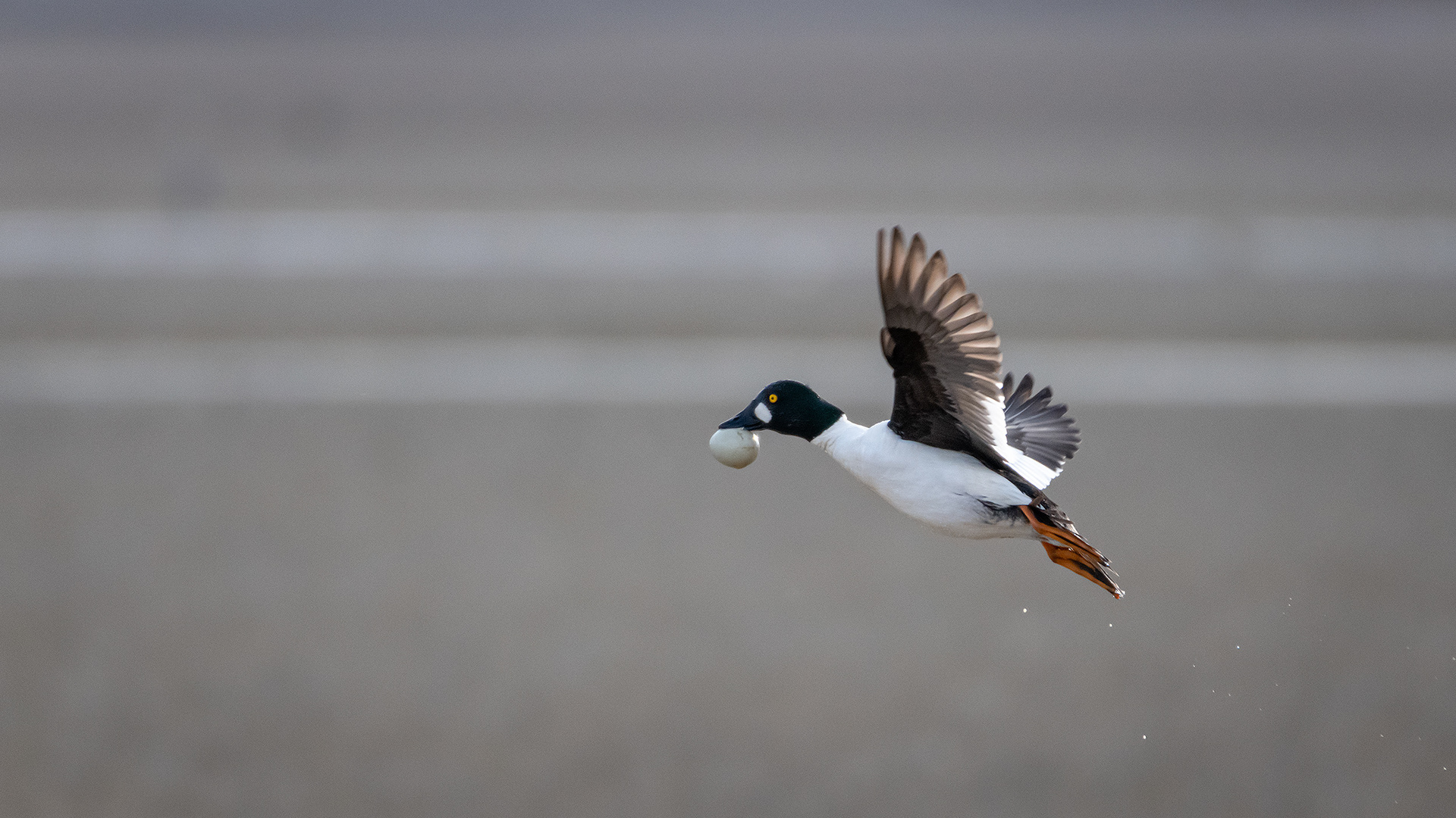 Common Goldeneye (male) in flight, Glenmore Reservoir, North Glenmore Park, Calgary, AB